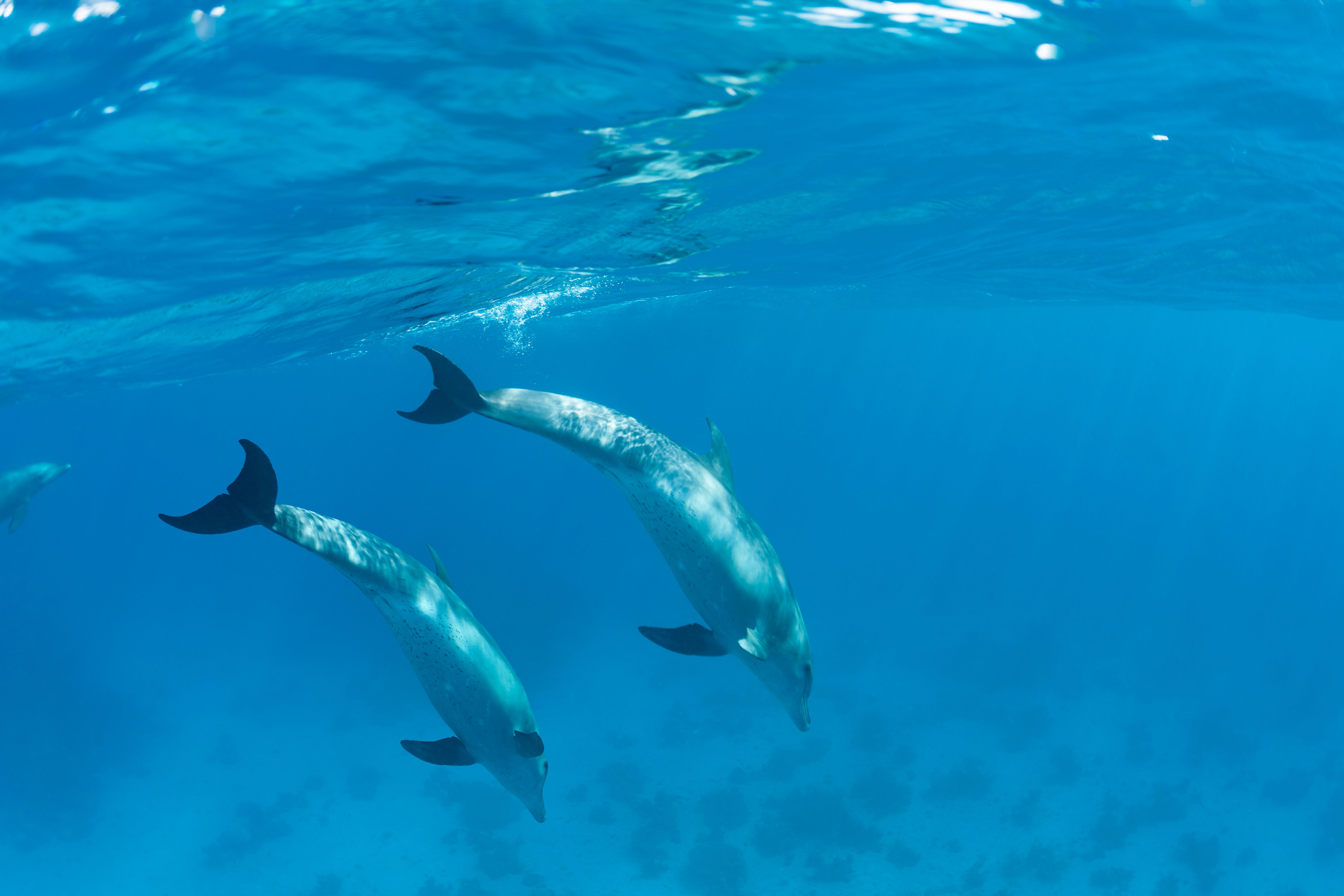 red sea dolphins