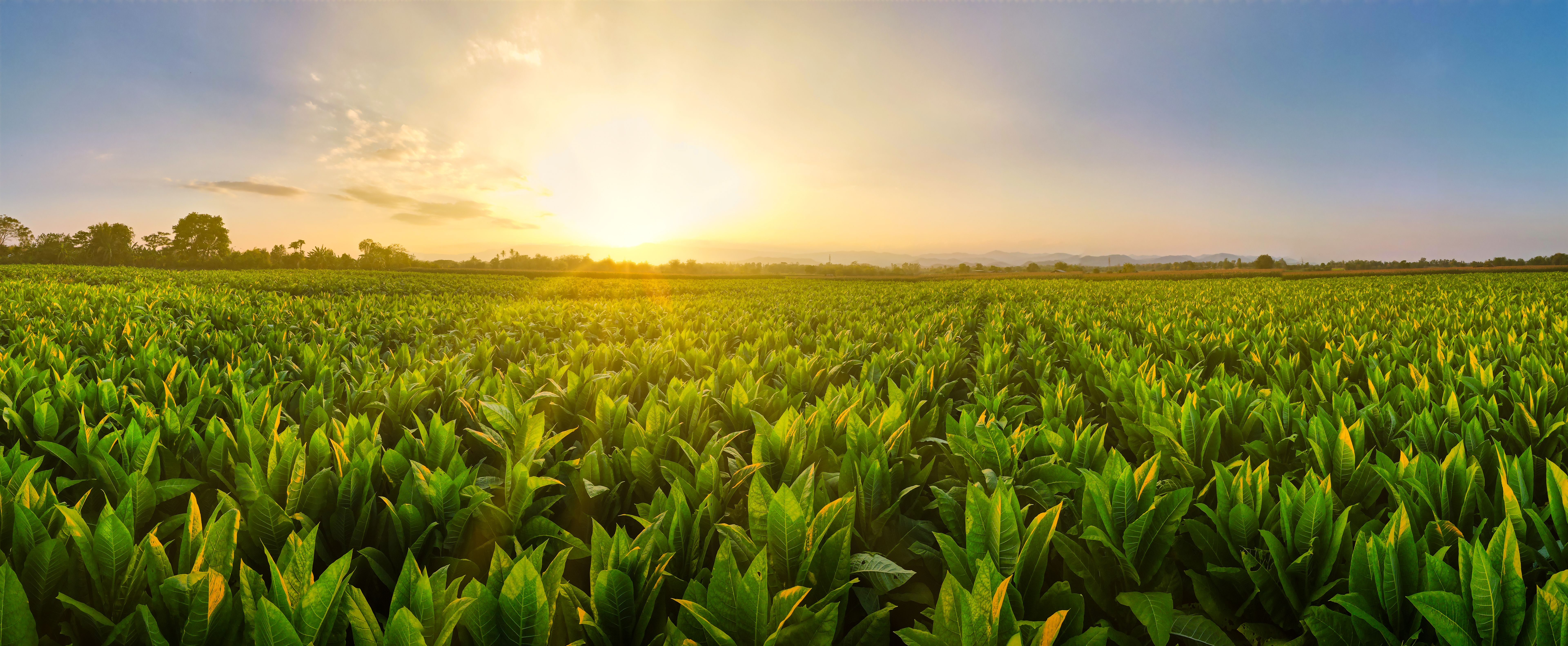 organic tobacco field