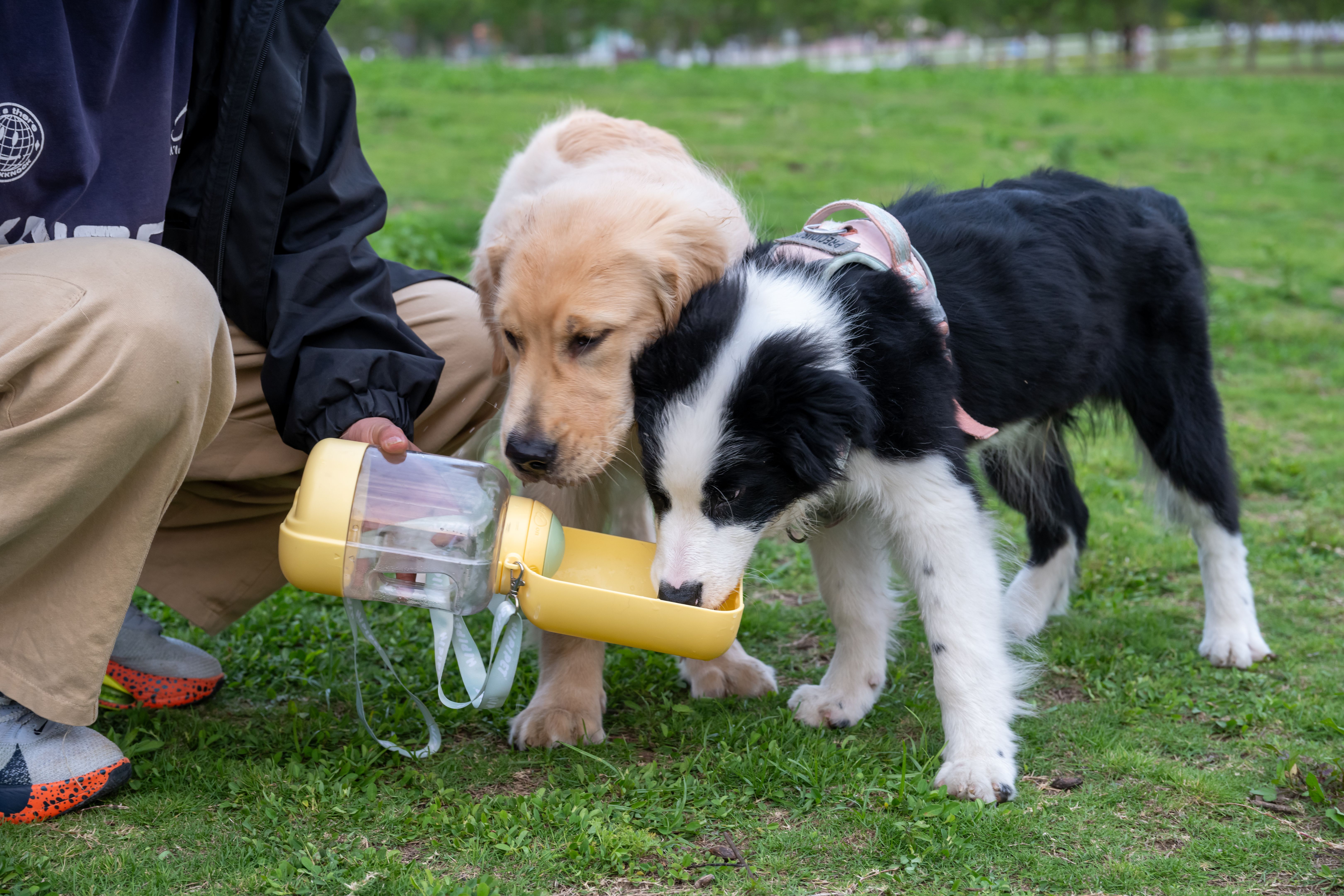 dog drinking water