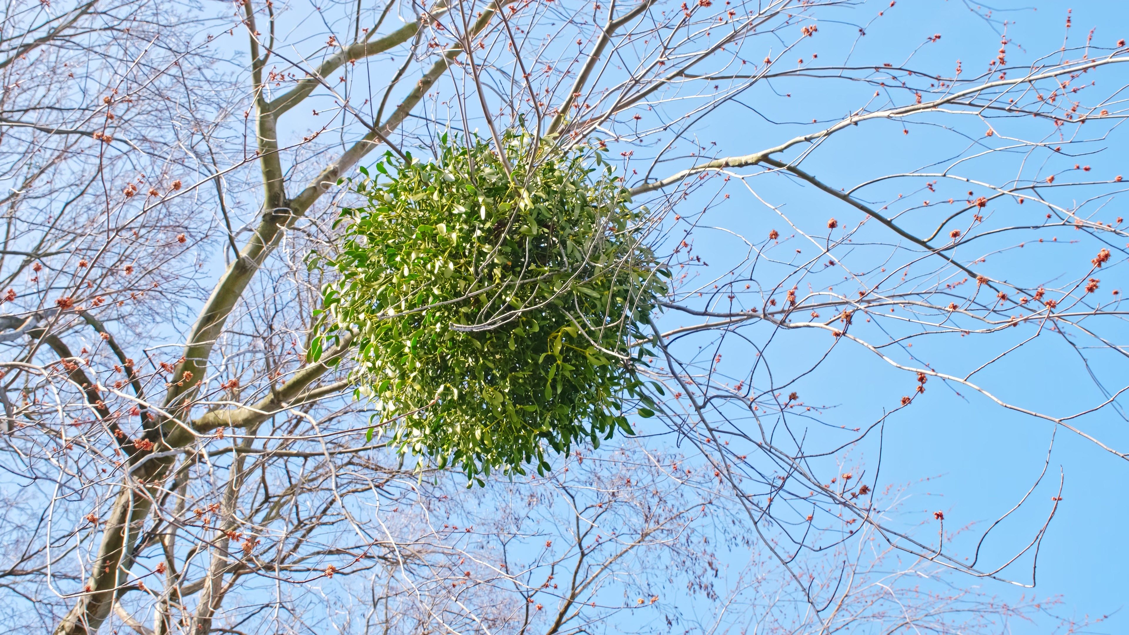 year-round tree care