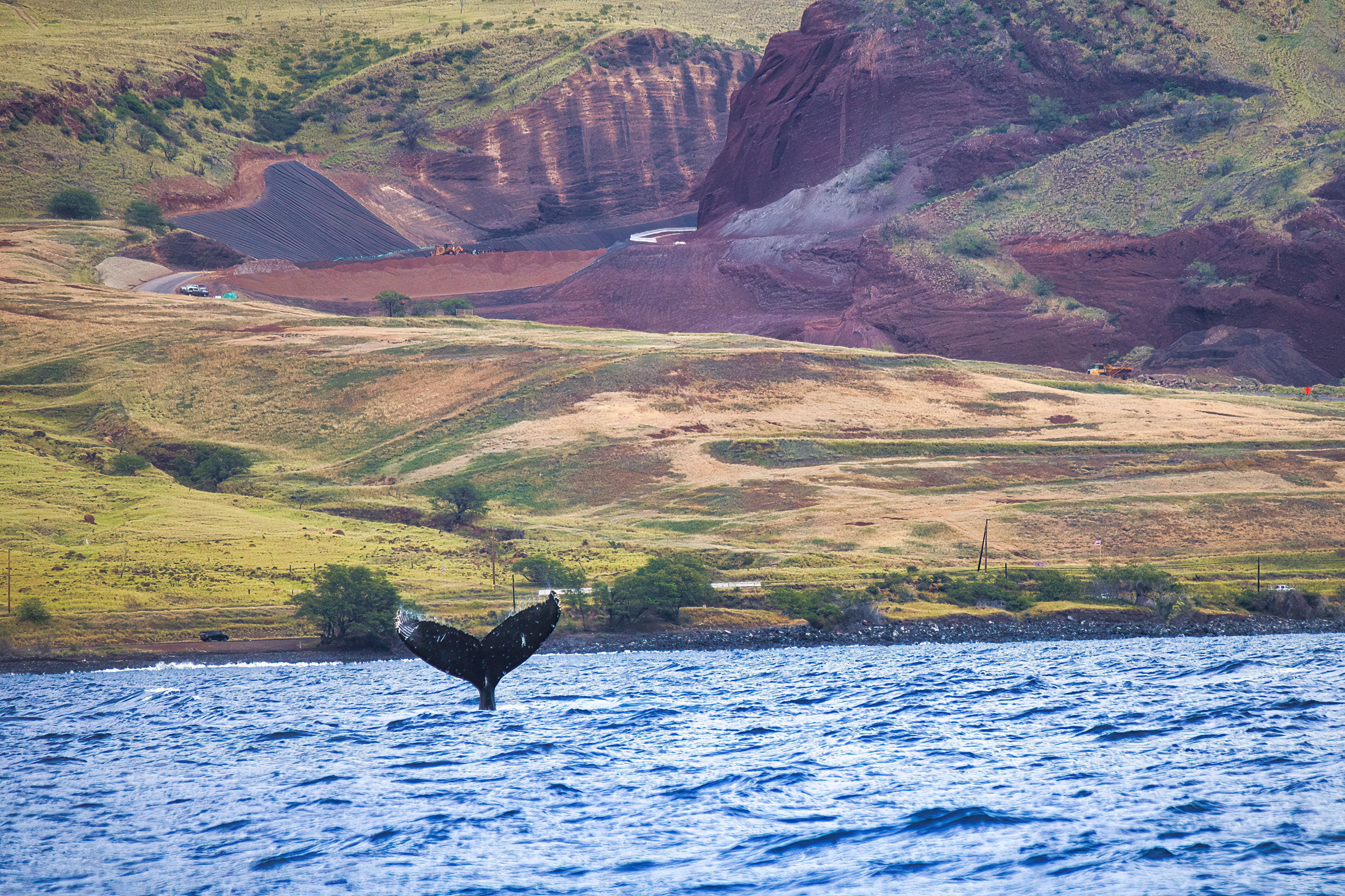 whale watching maui