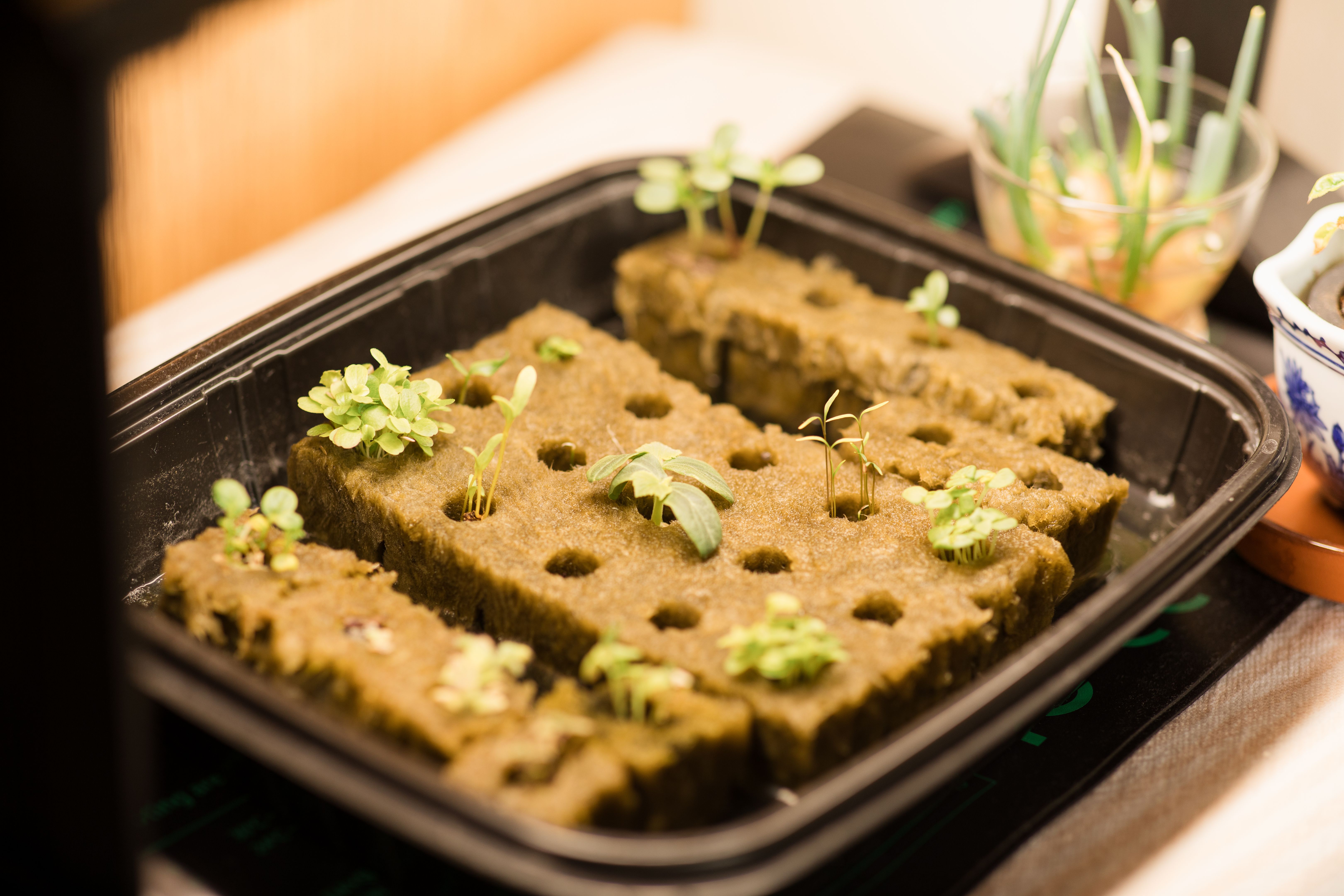 Seedling Germinating in Rockwool Cubes on a Warming Pad and Under a Grow Light, Ready to be Grown Hydroponically on a Tower Garden at Home in South Florida in the Fall of 2025, Combating Inflation by Growing Food at Home
