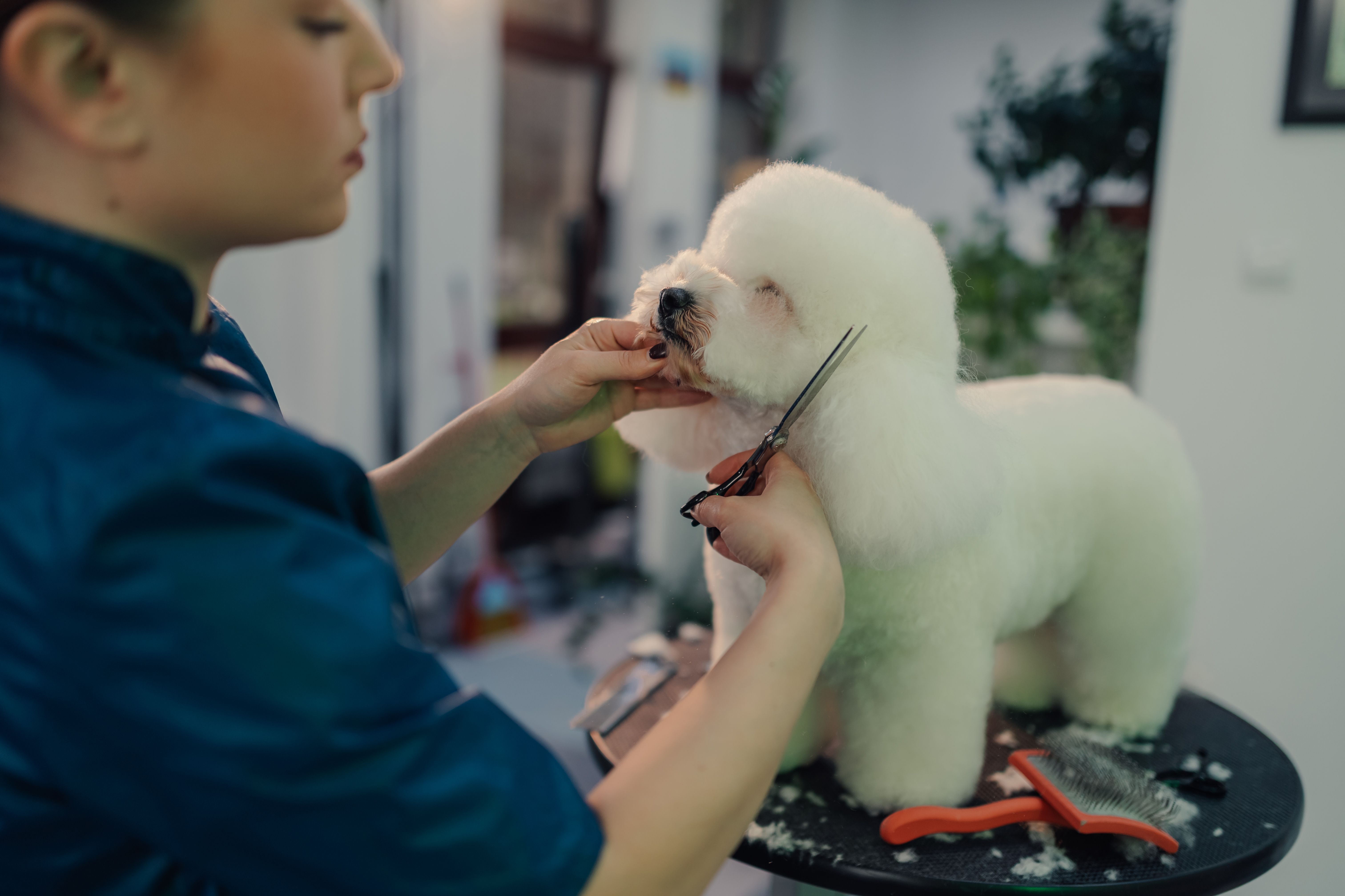 dog grooming