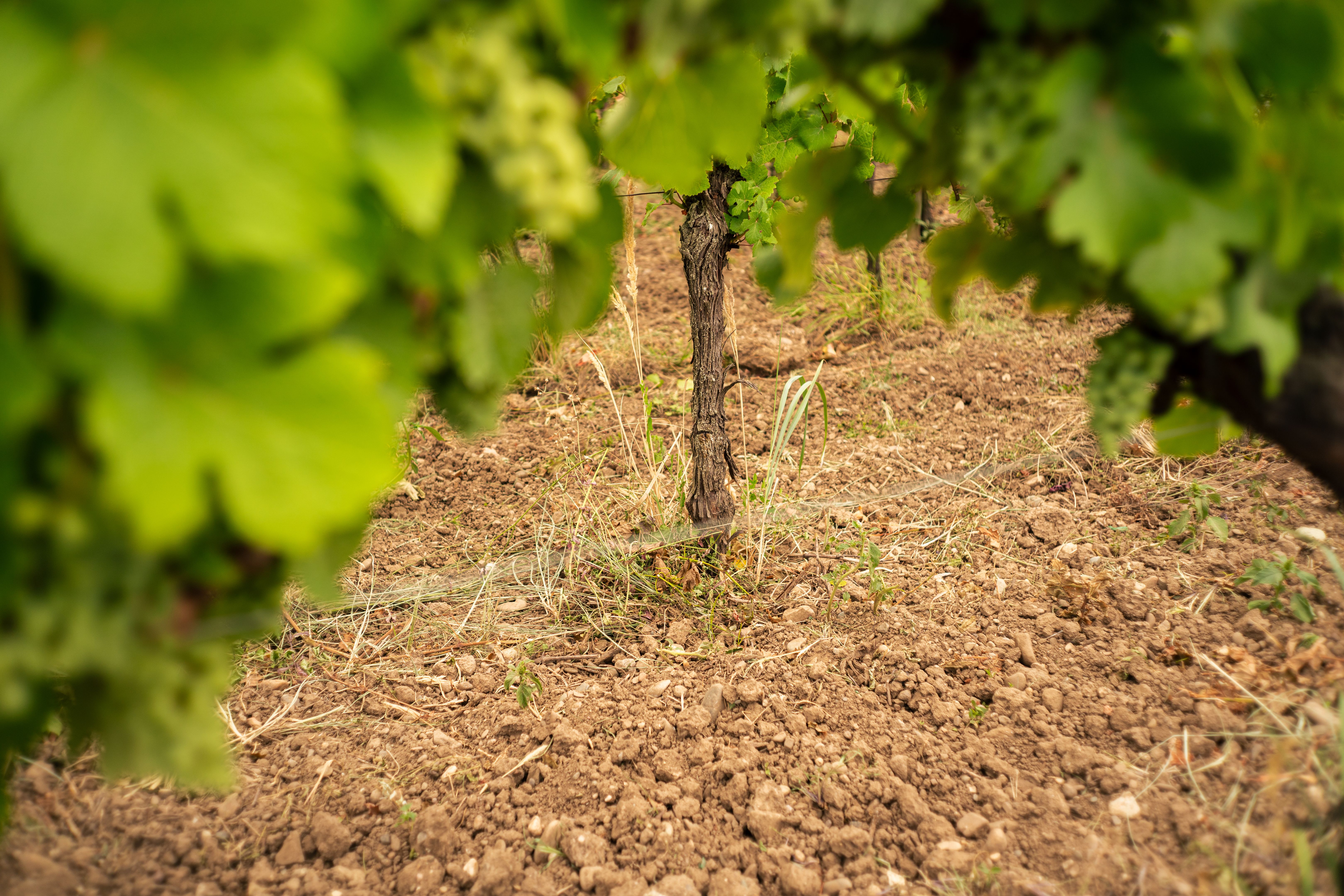 vineyard soil