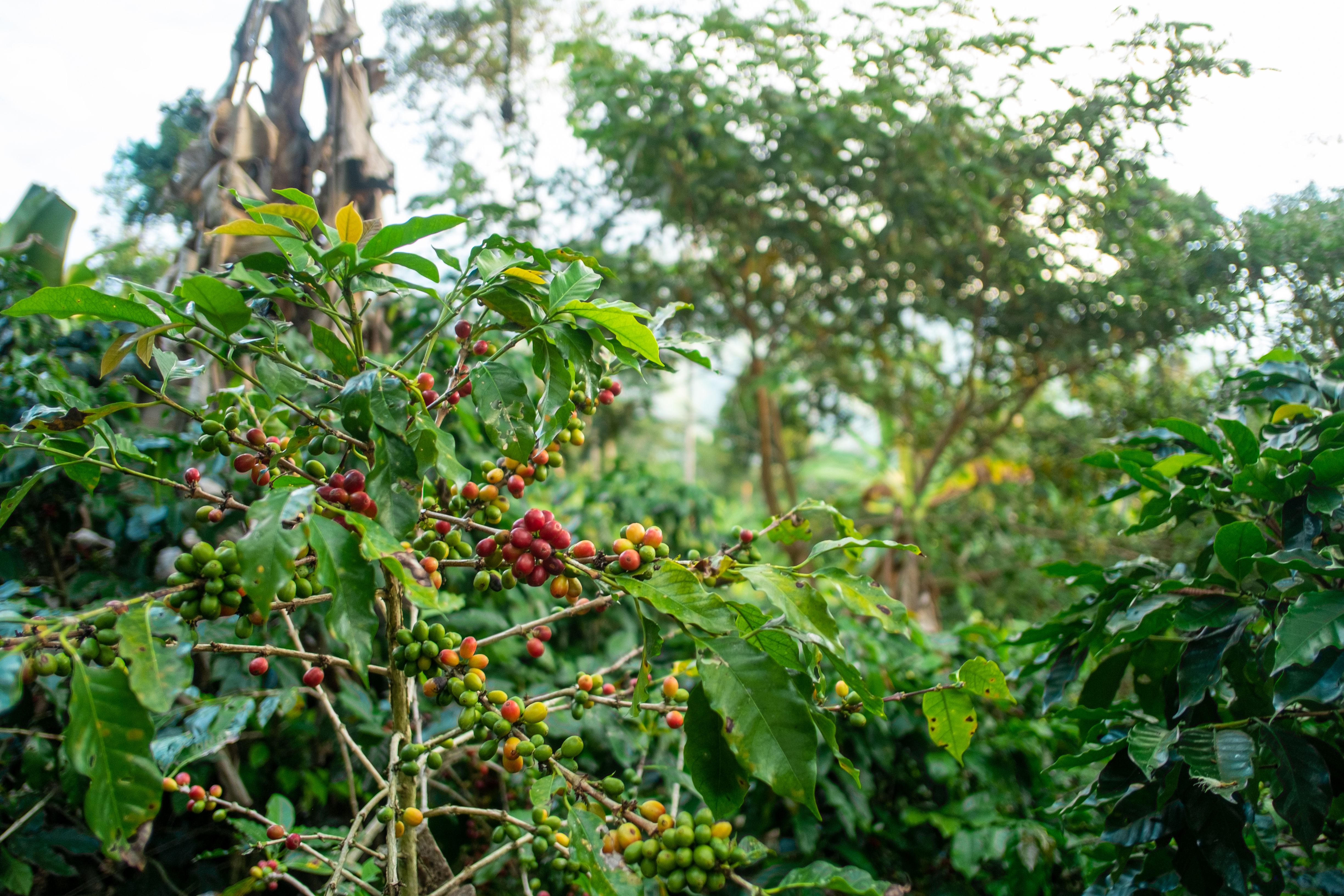 sustainable coffee farming