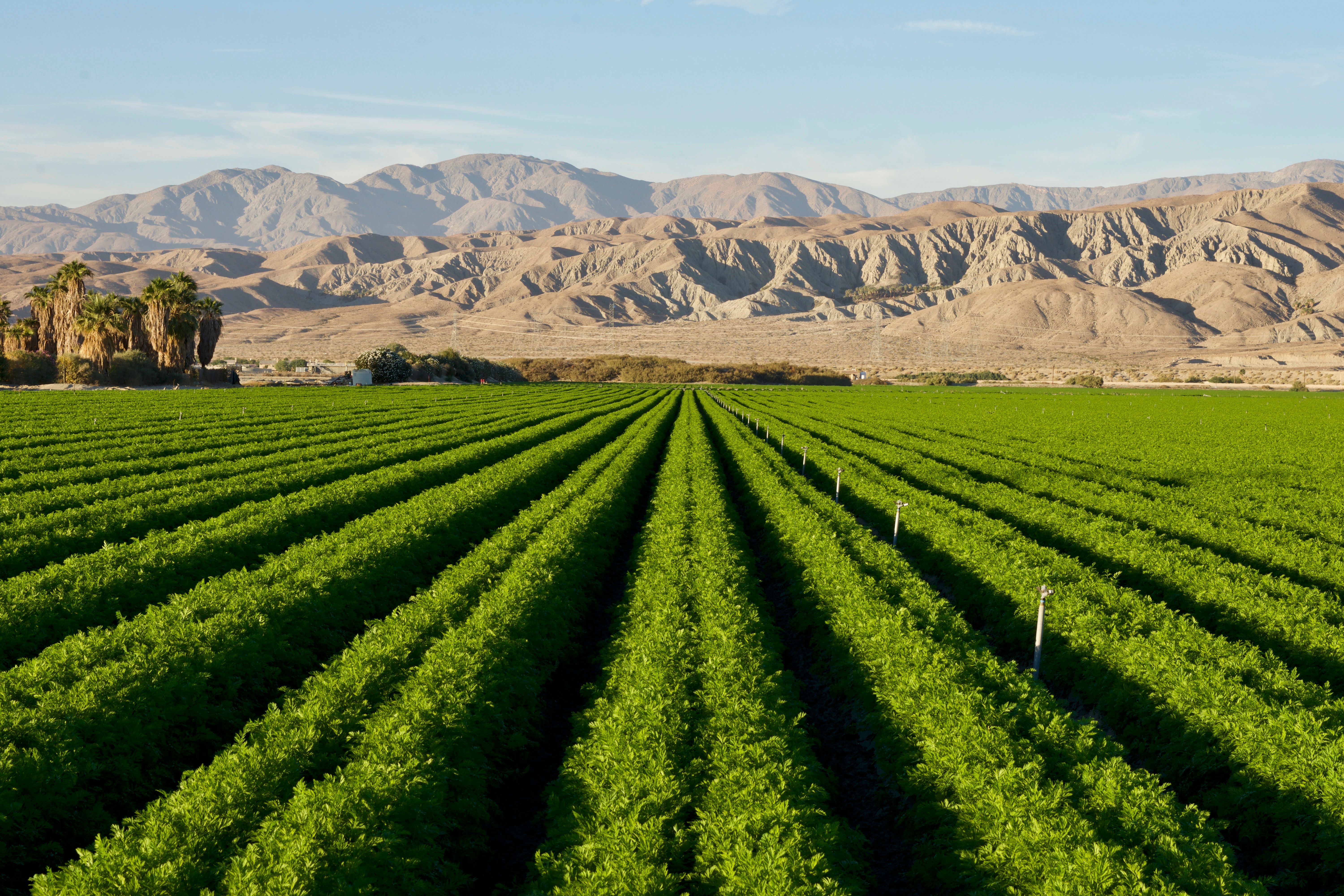 desert farming innovation