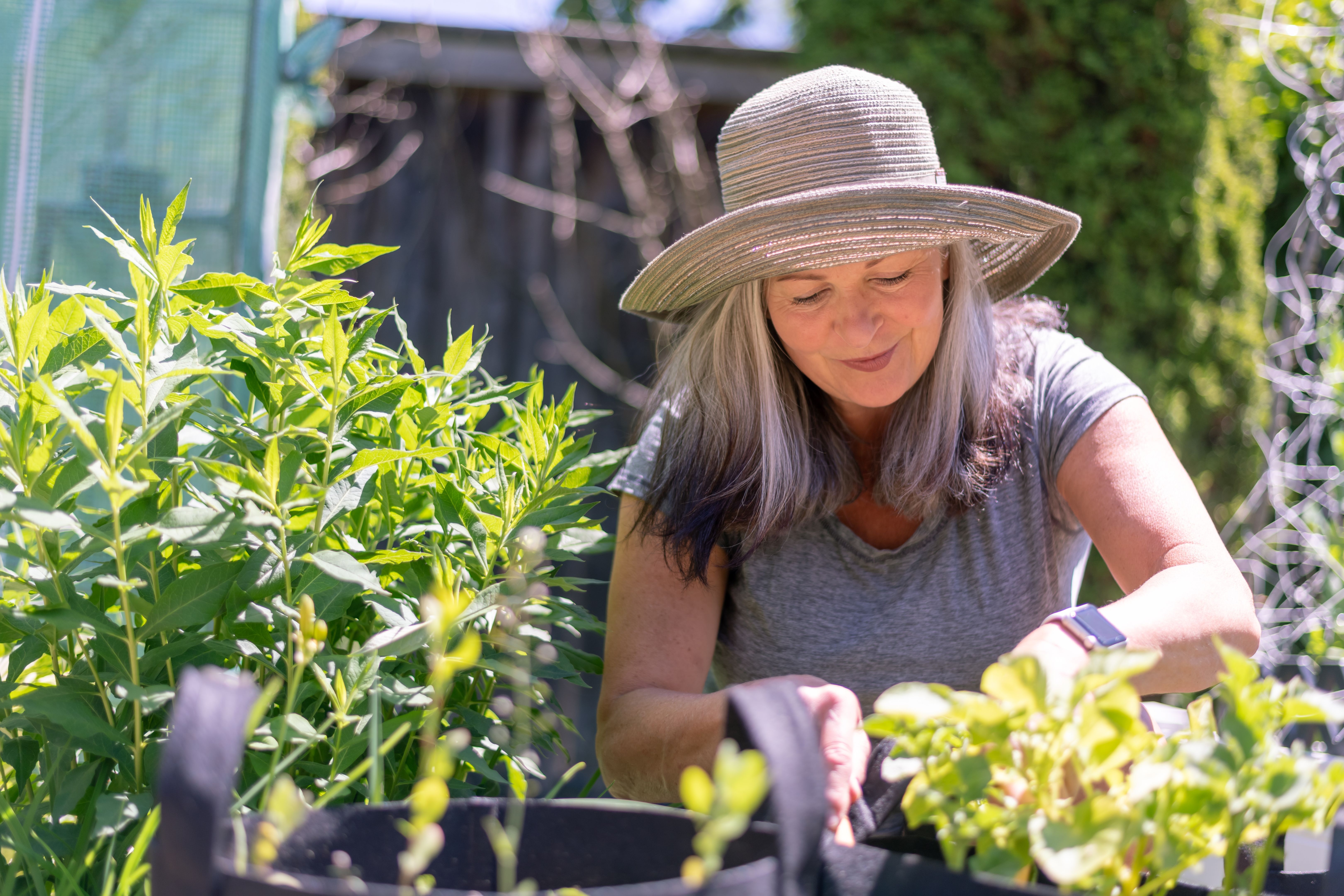 A senior woman enjoys her hobby gardening.