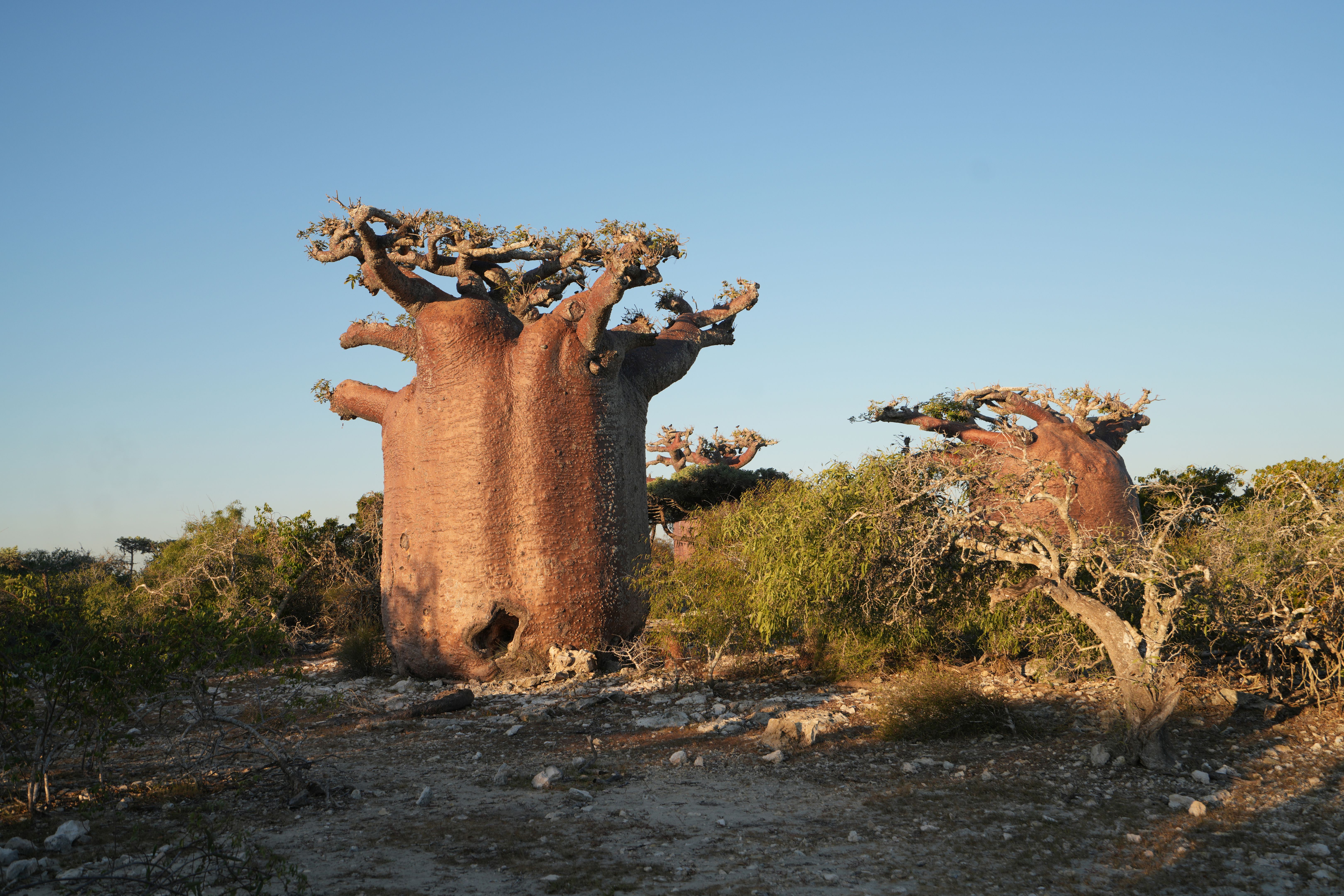madagascar spiny forest