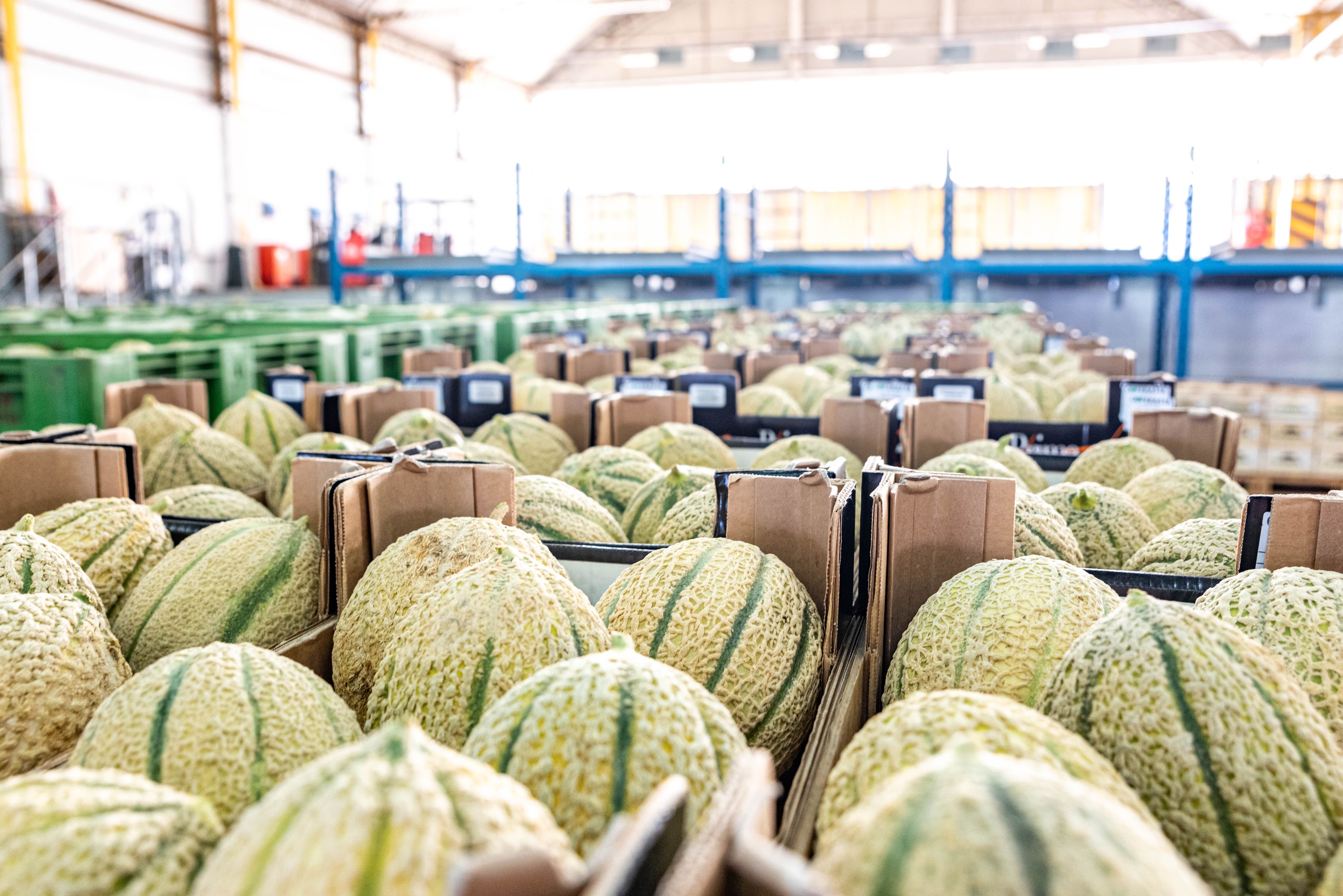 Melons in crates Melons in crates
