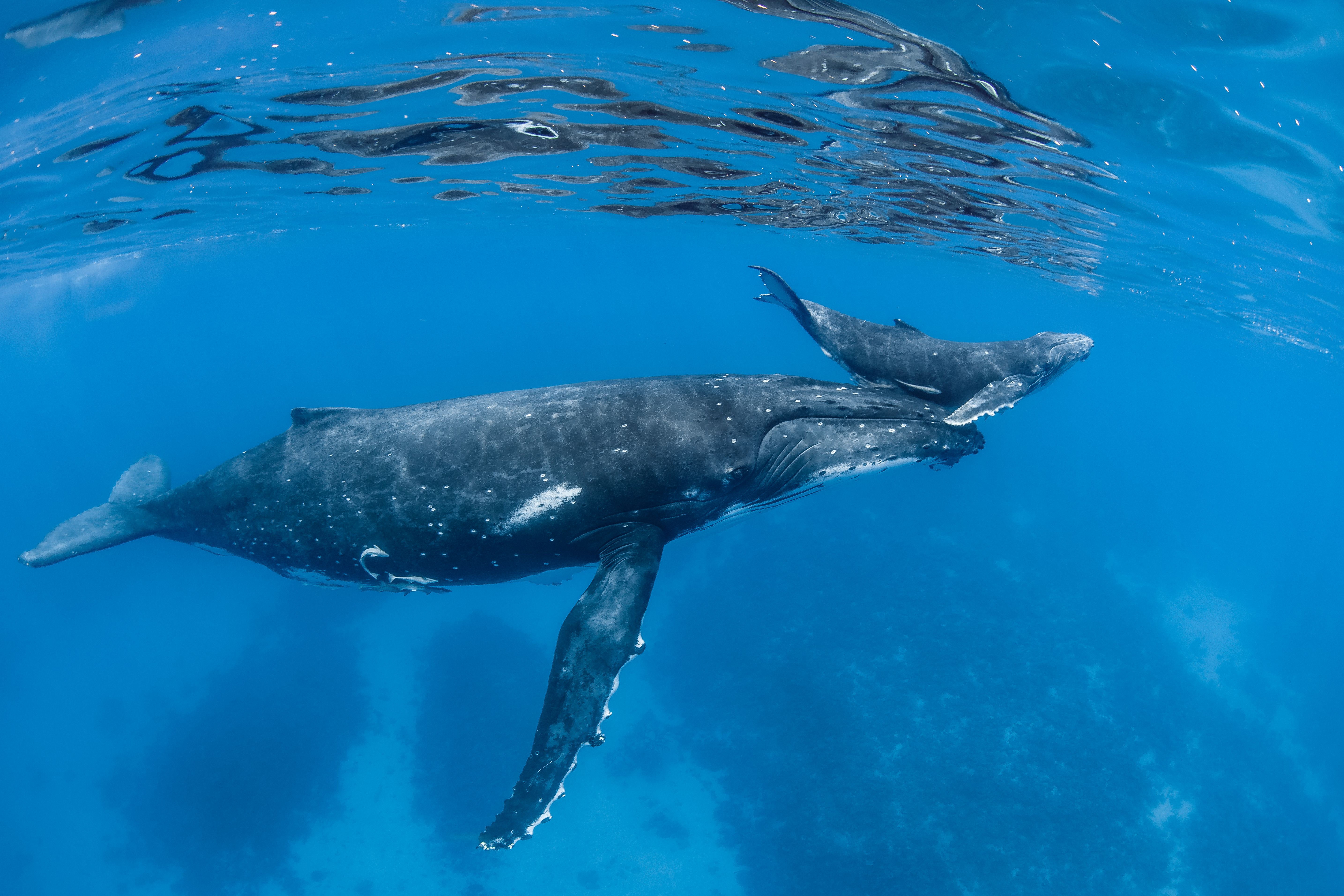 Humpback whale, mother and calf swimming in Tonda Humpback whale, mother and calf swimming in Tonda