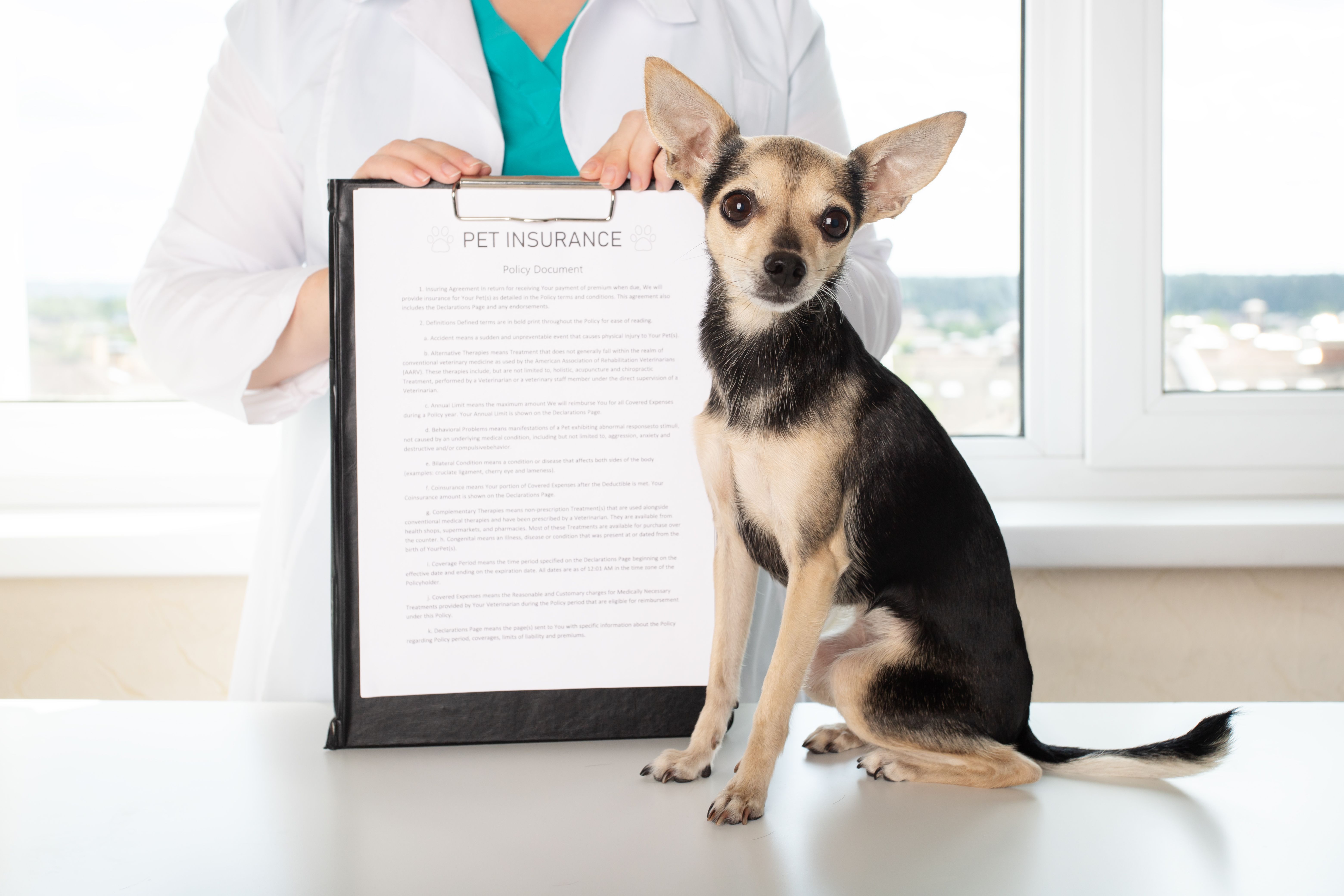 pet insurance comparison