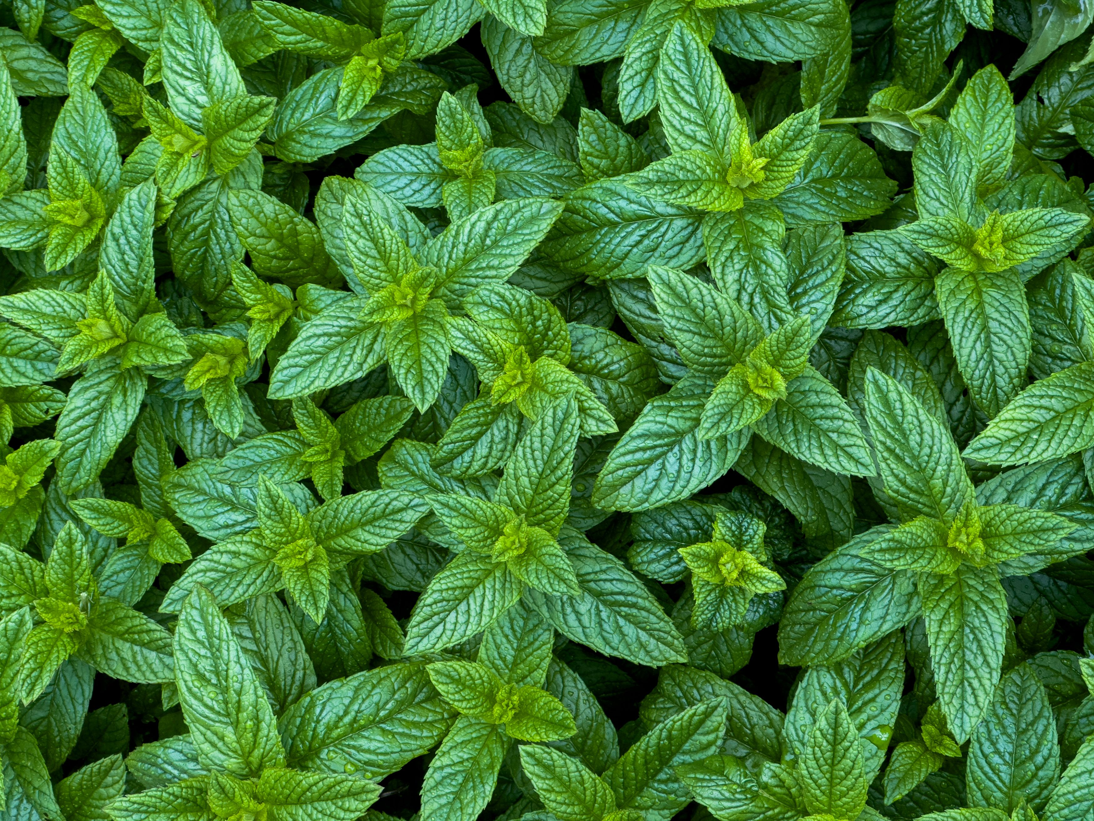 mint leaves