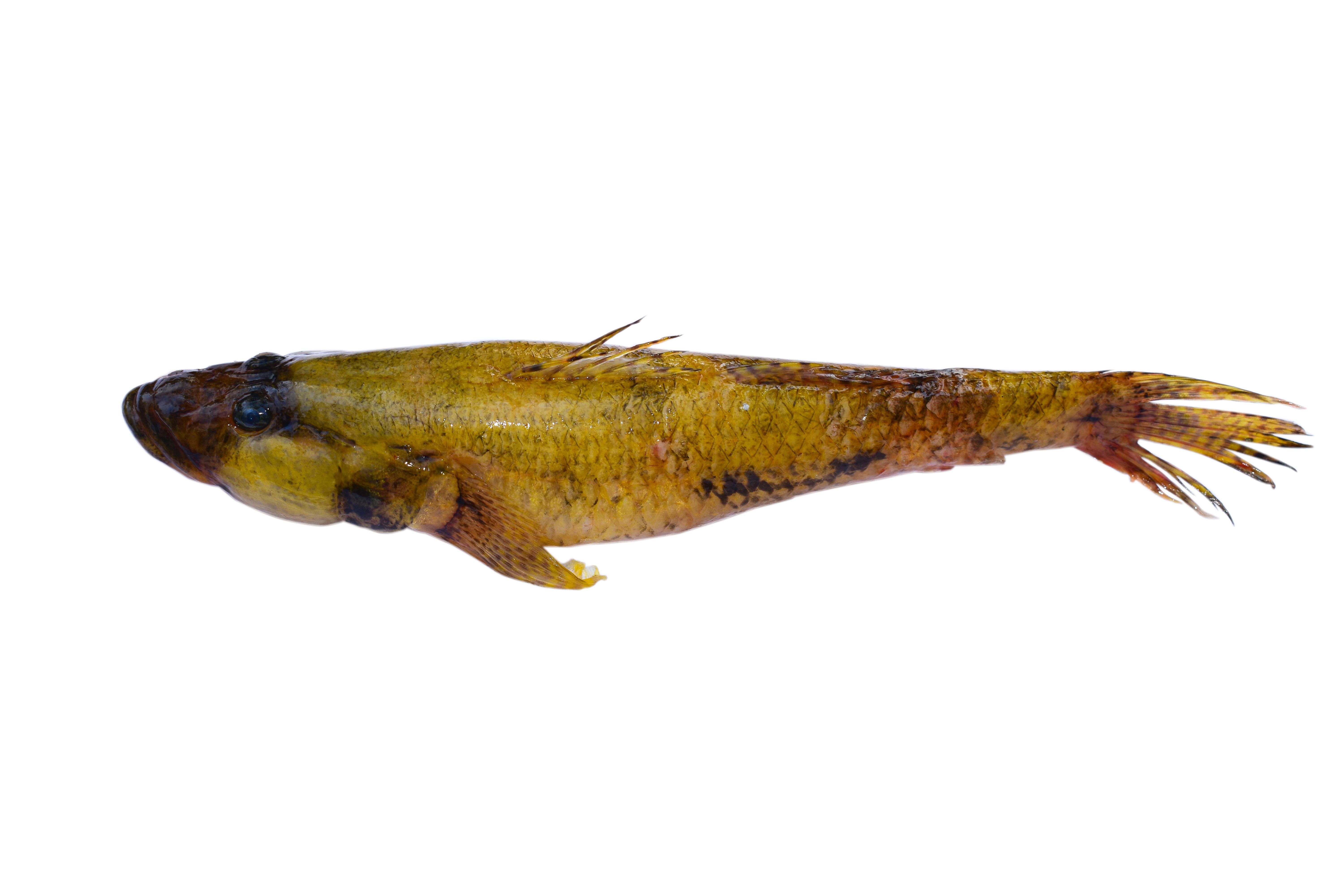guollemales fish