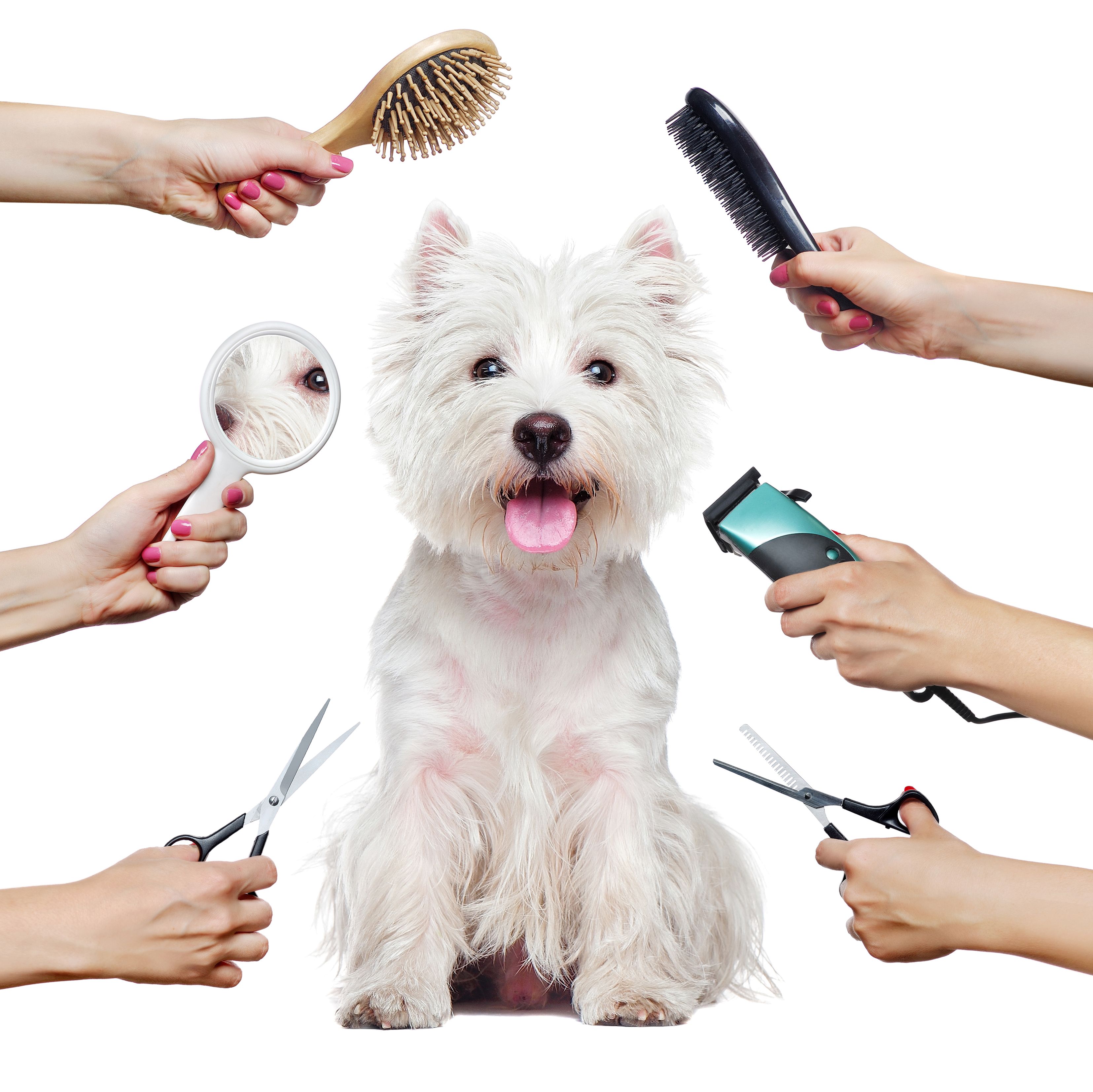 pet grooming prices