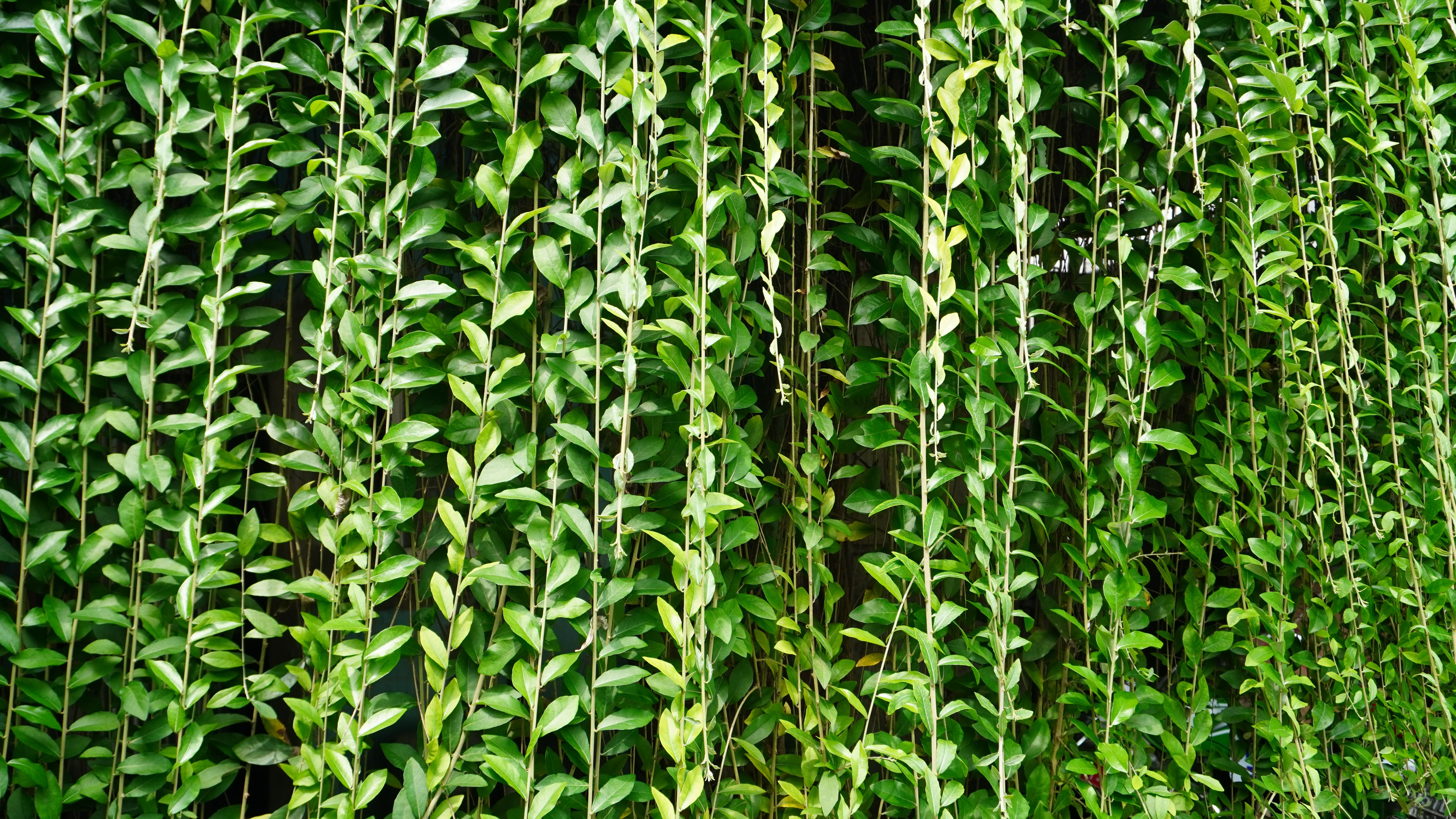 eco-friendly curtains