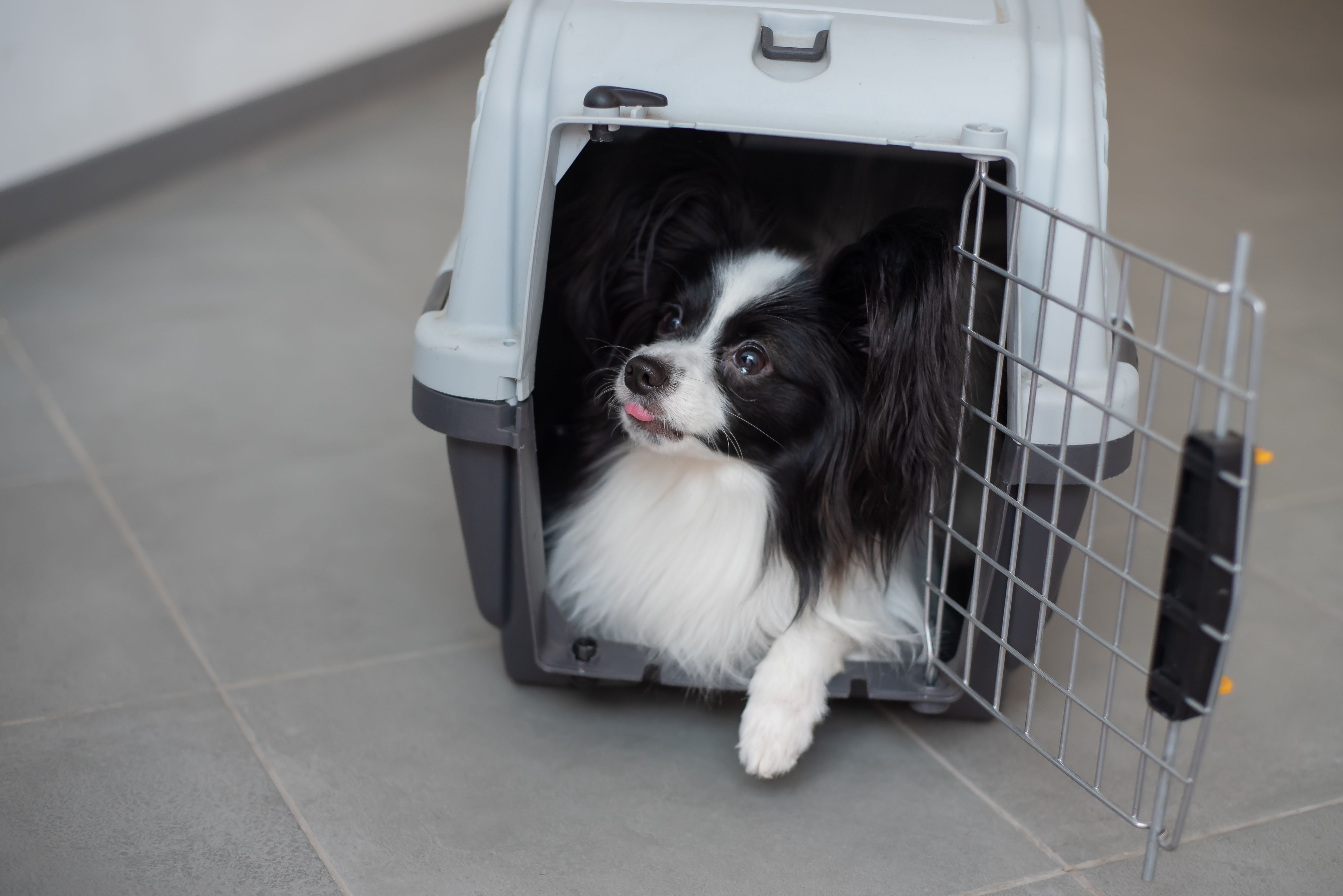 portable pet crate
