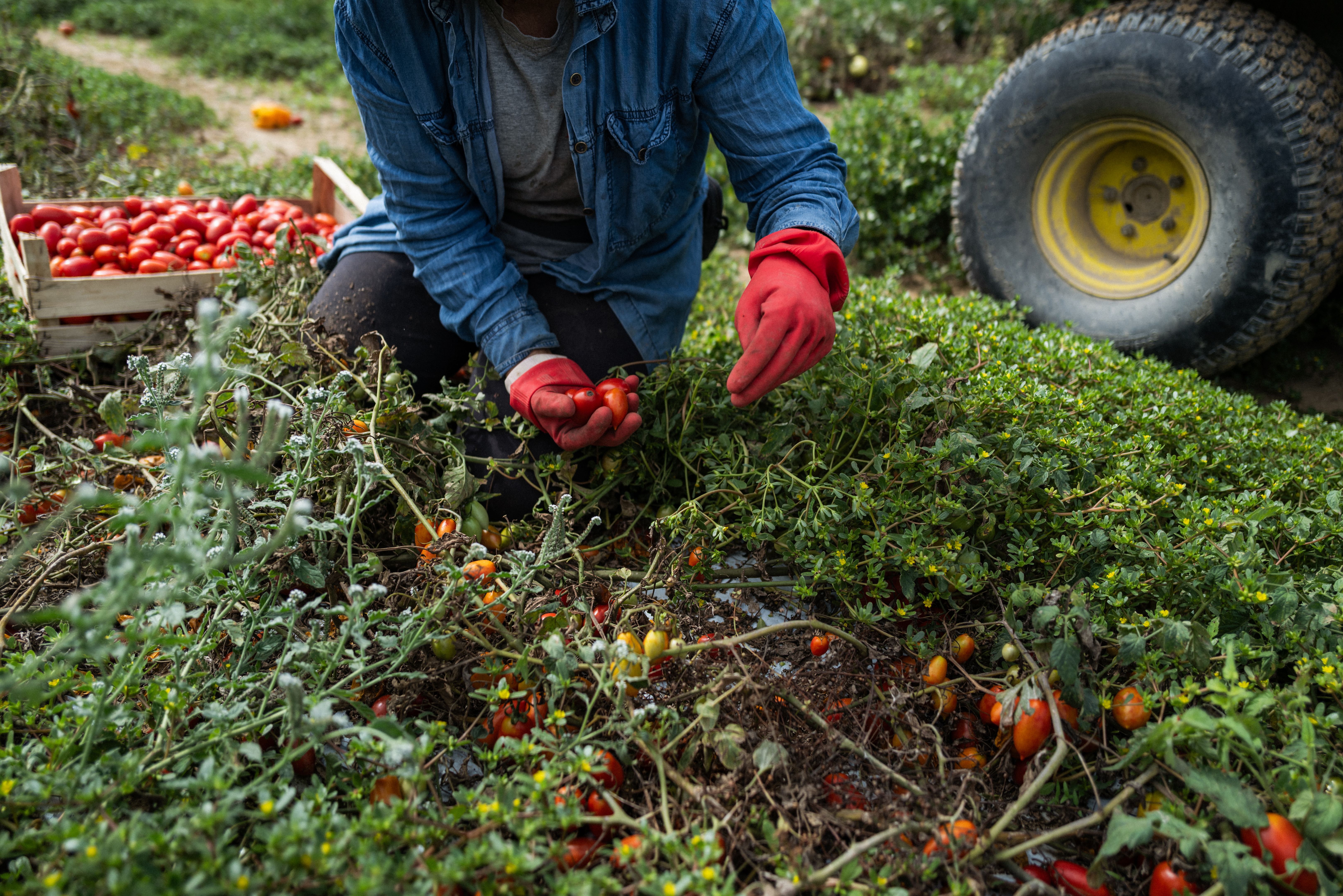 organic farming field