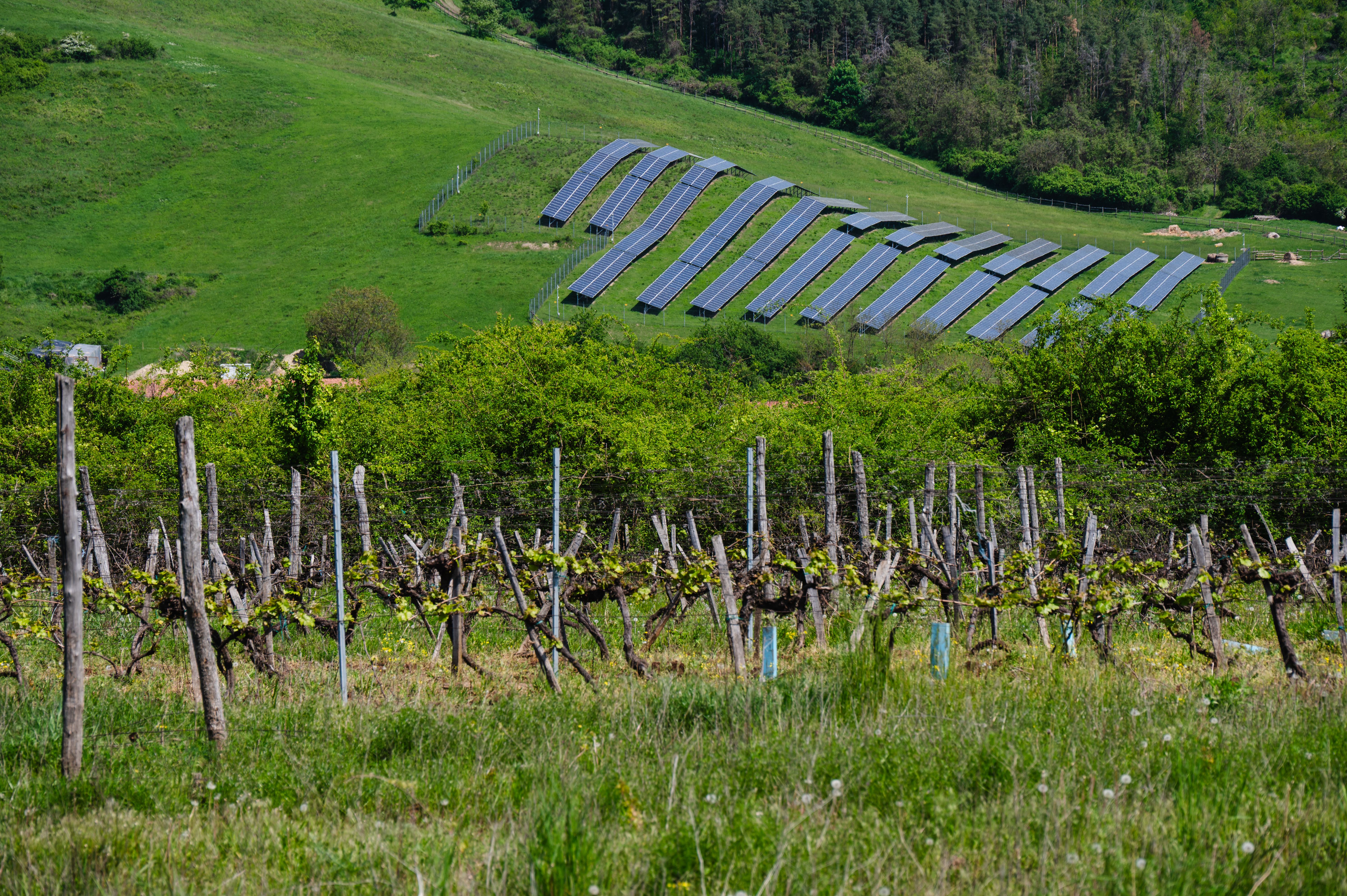 sustainable vineyard