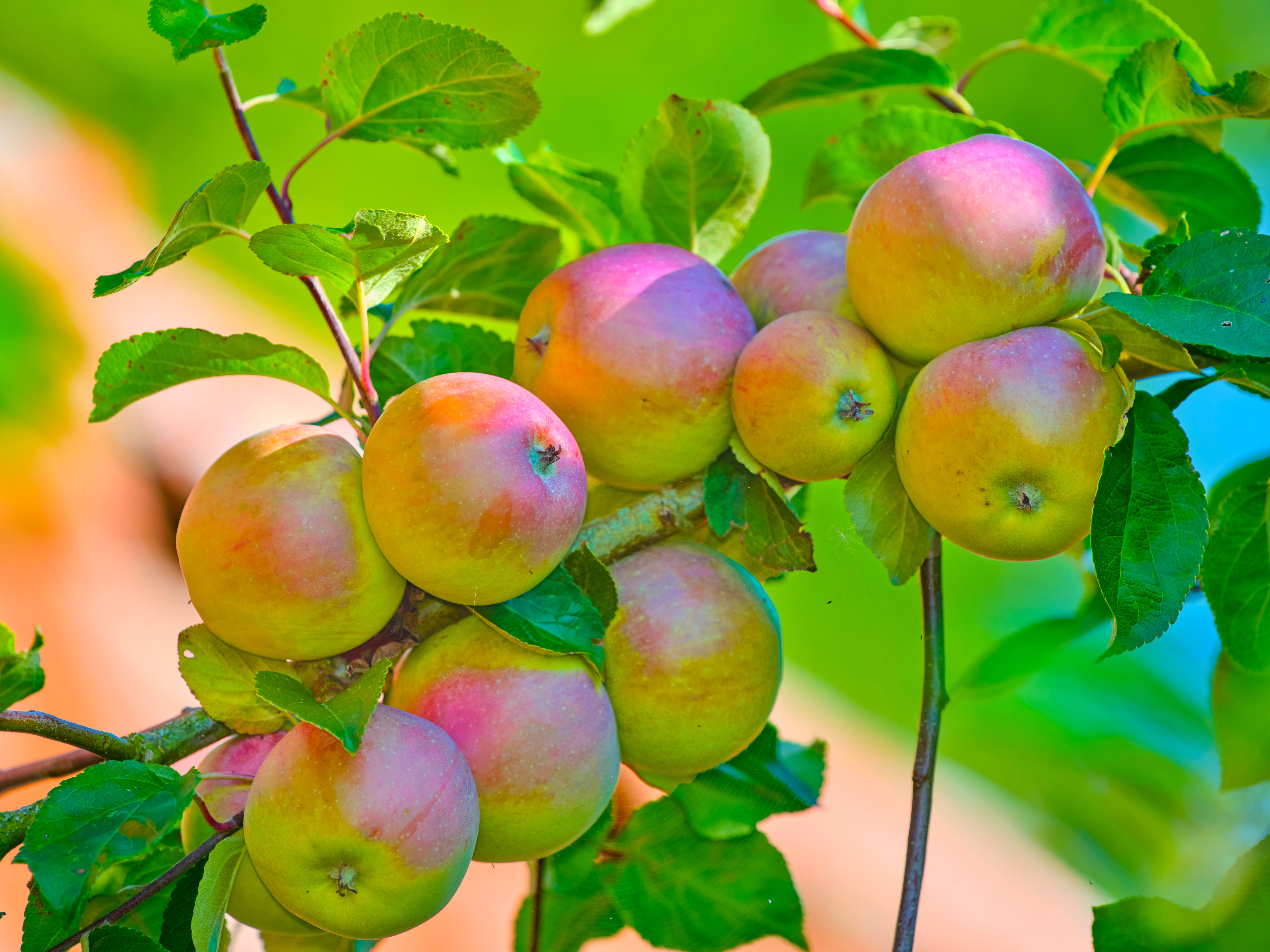 Fresh apple in the garden