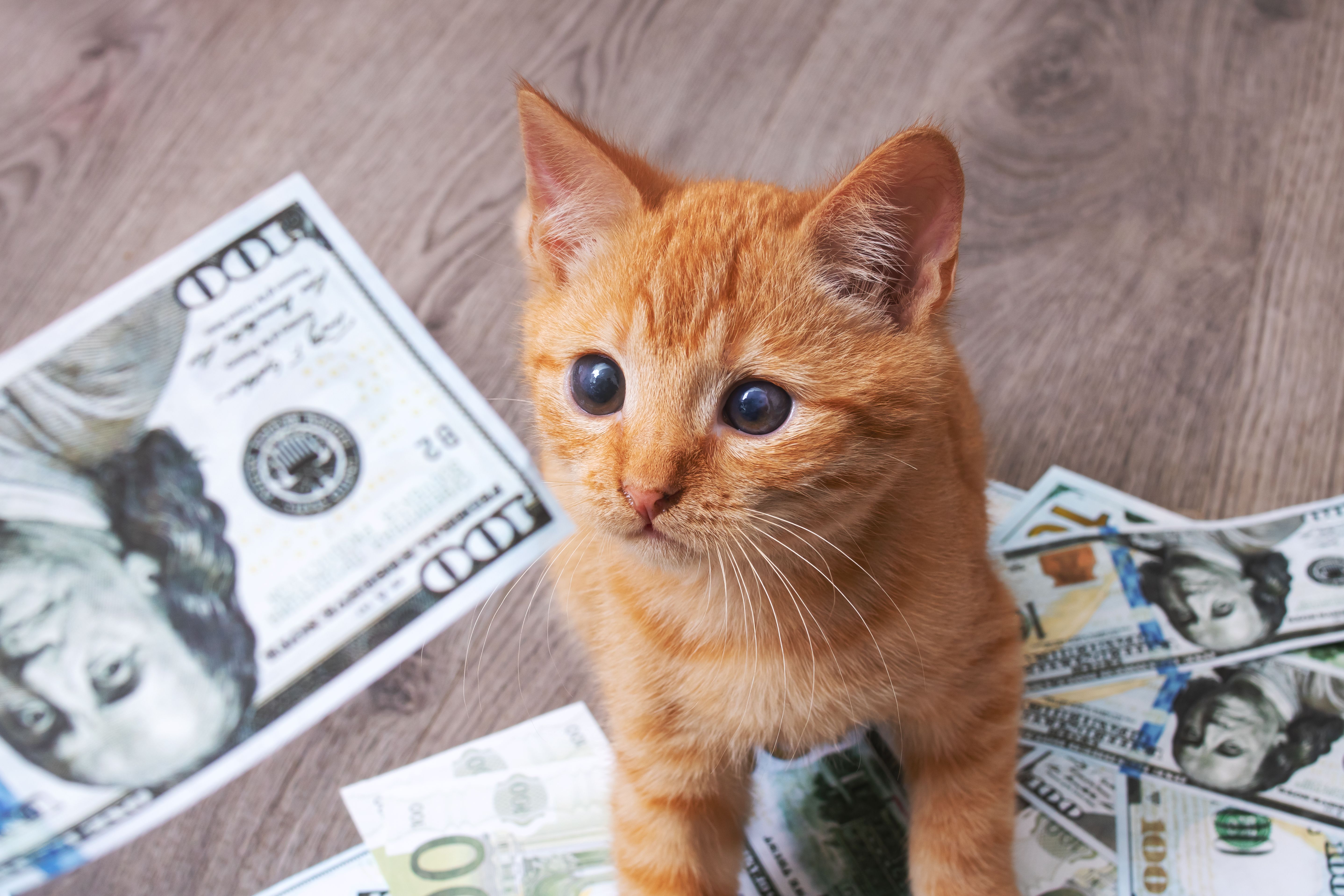 pet cost