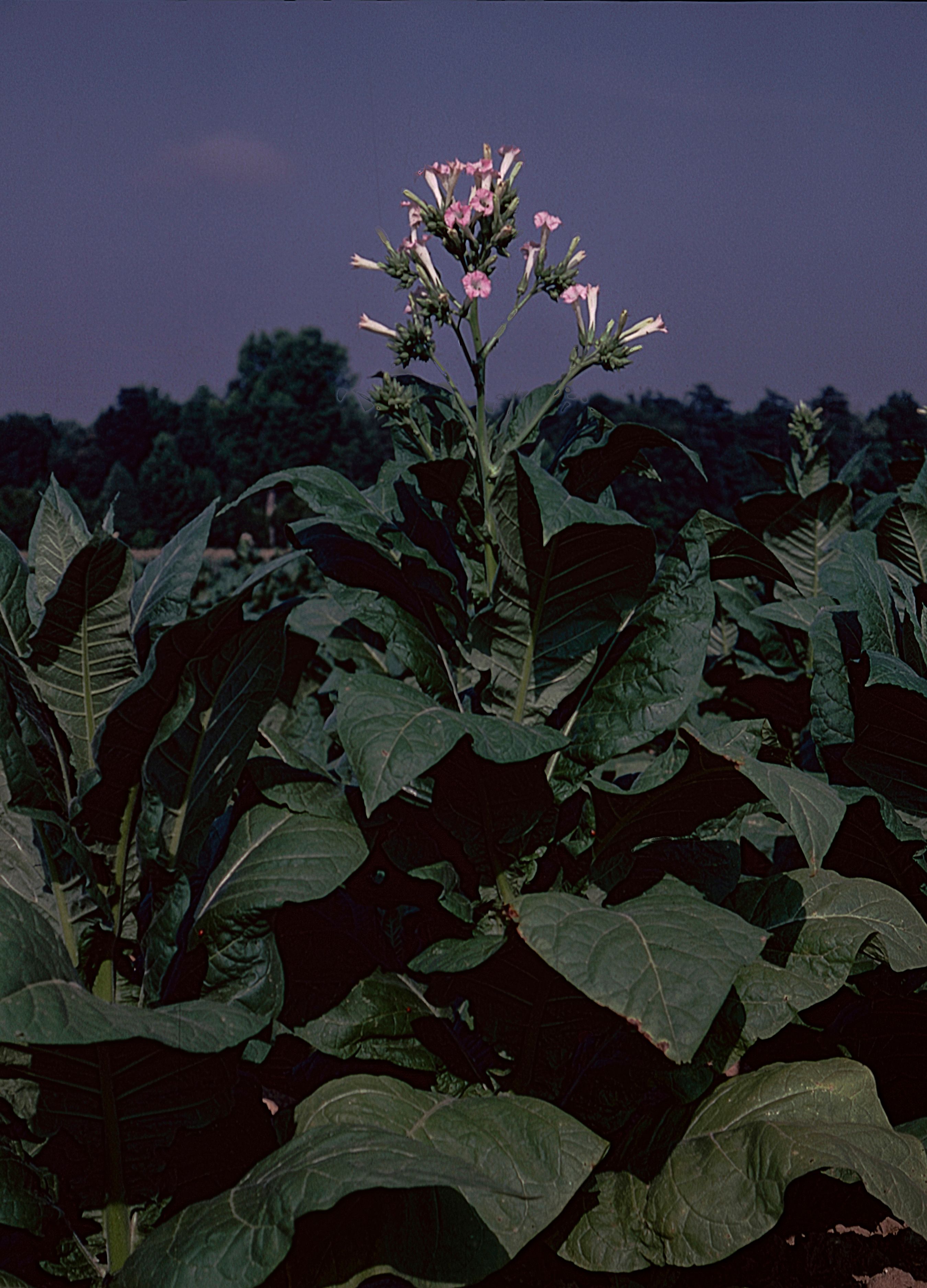 spring tobacco