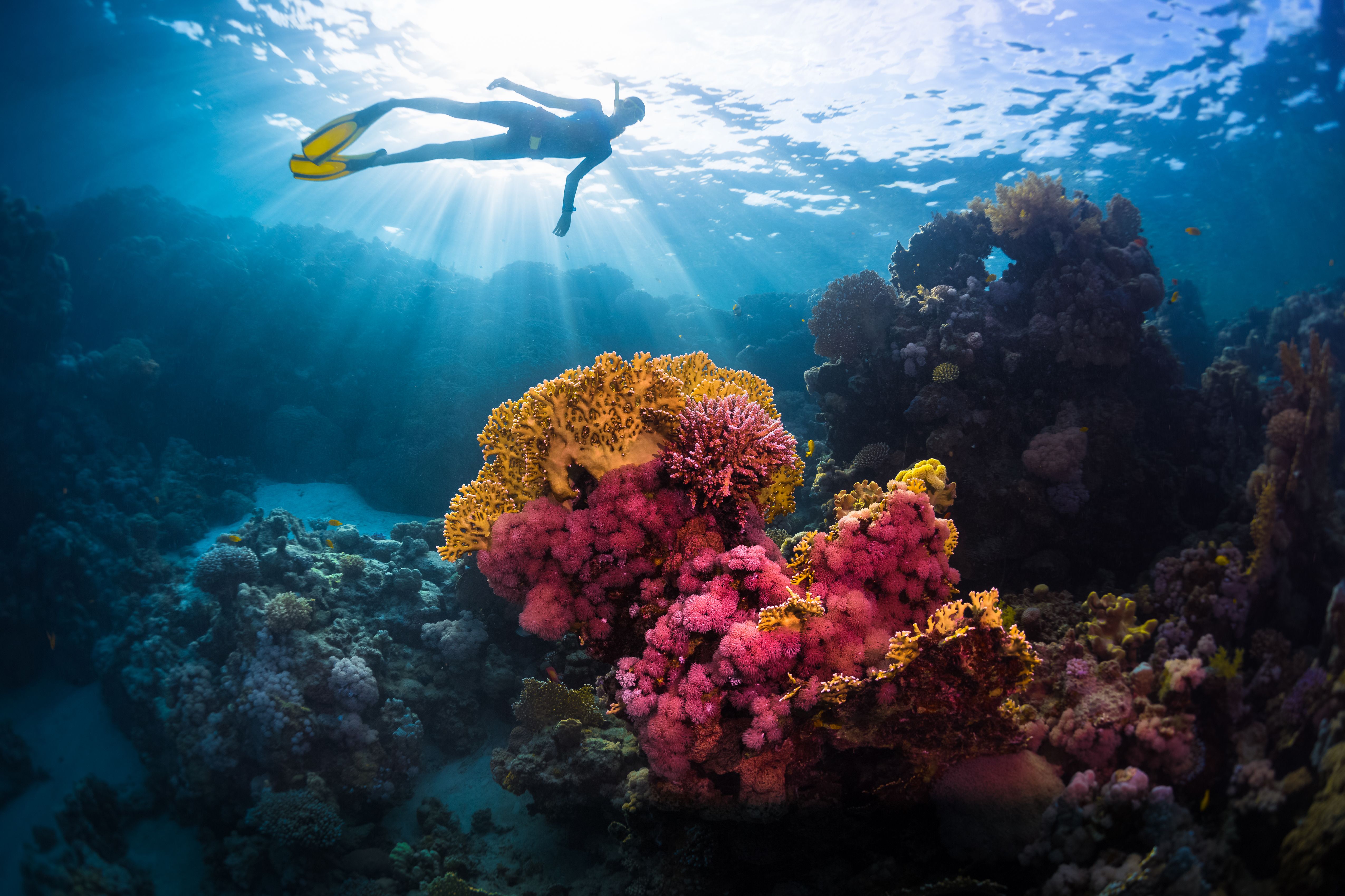 coral reef diving
