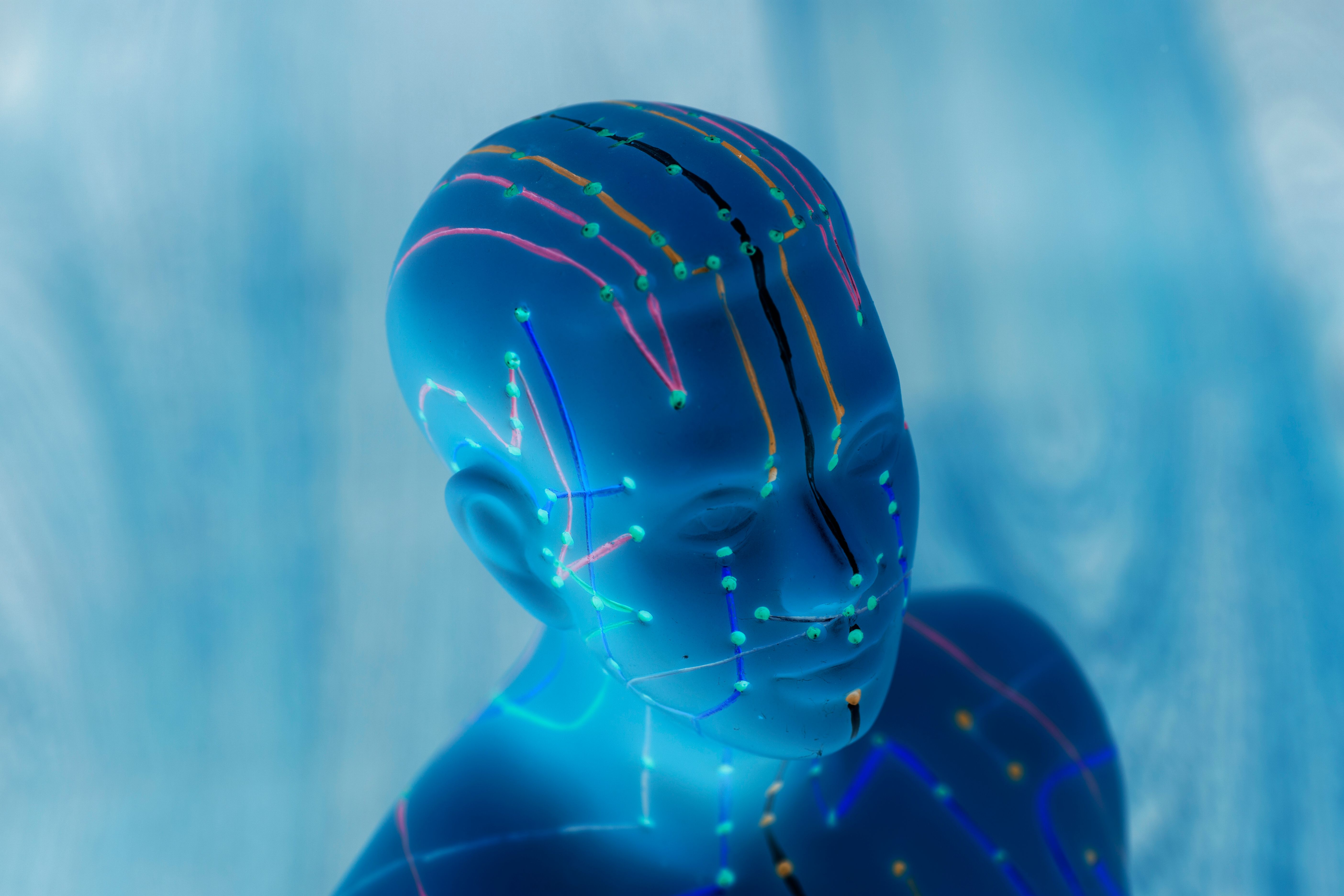 Medical acupuncture model of human