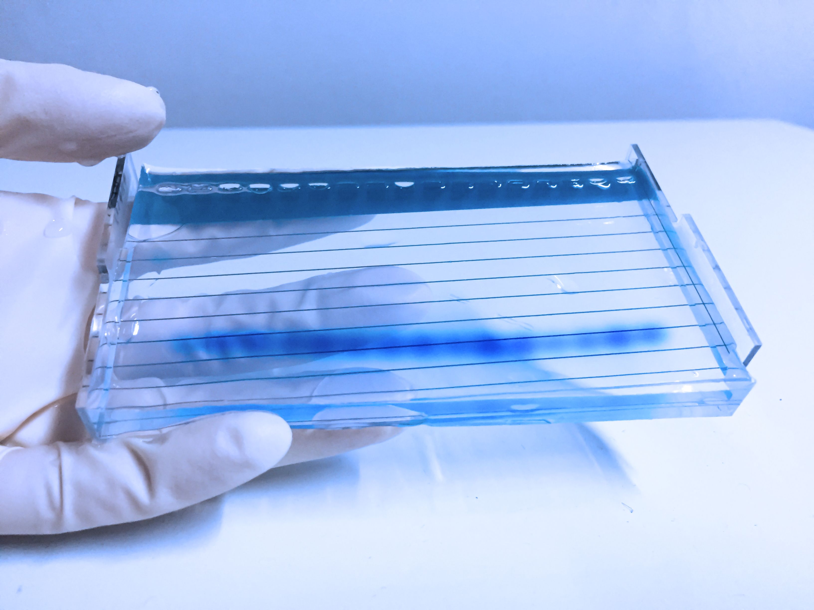 Agarose gel elctrophoresis