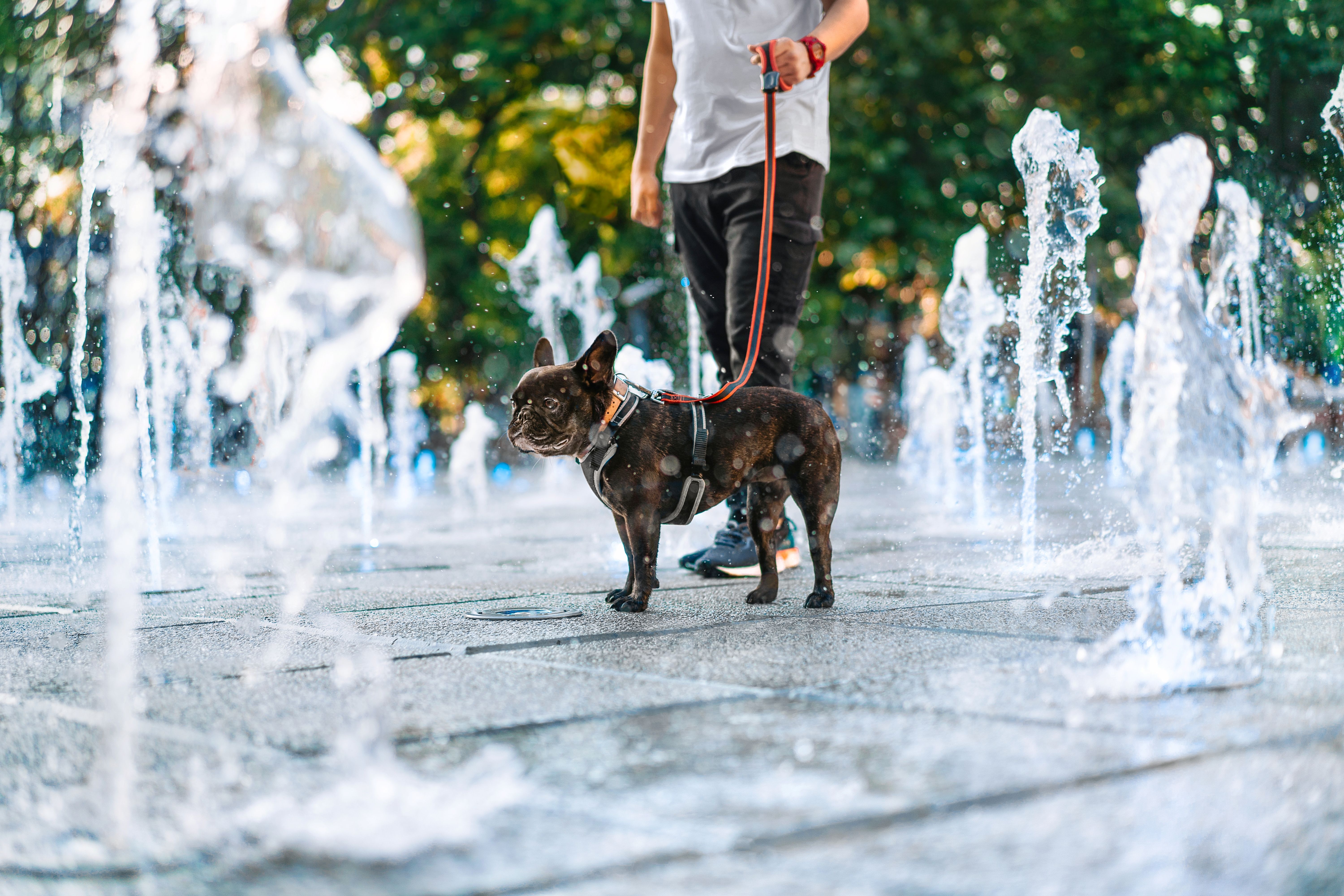 Low Section Of Person With French Bulldog Dog Cooling In Fountain Water