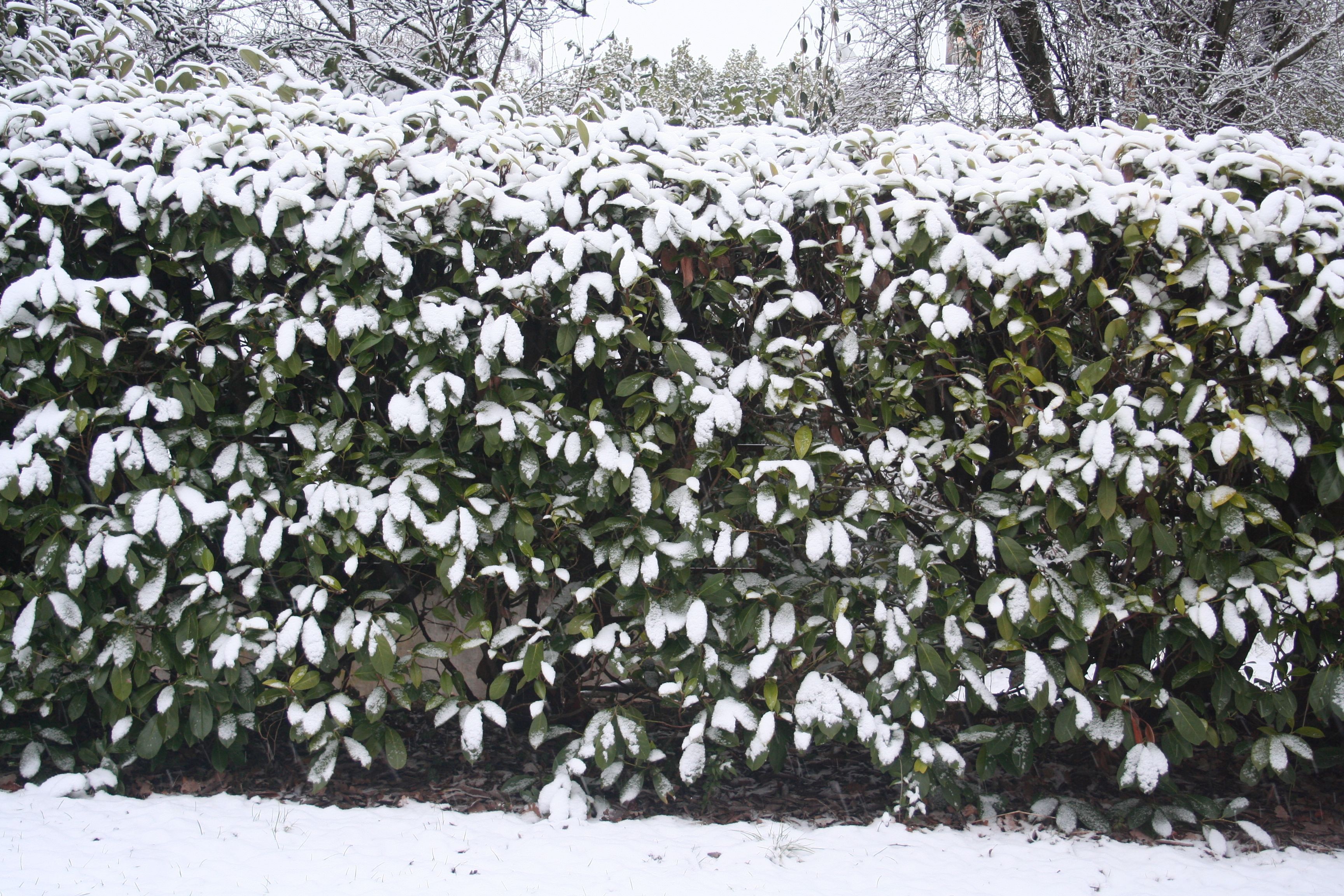 winter hedge trimming