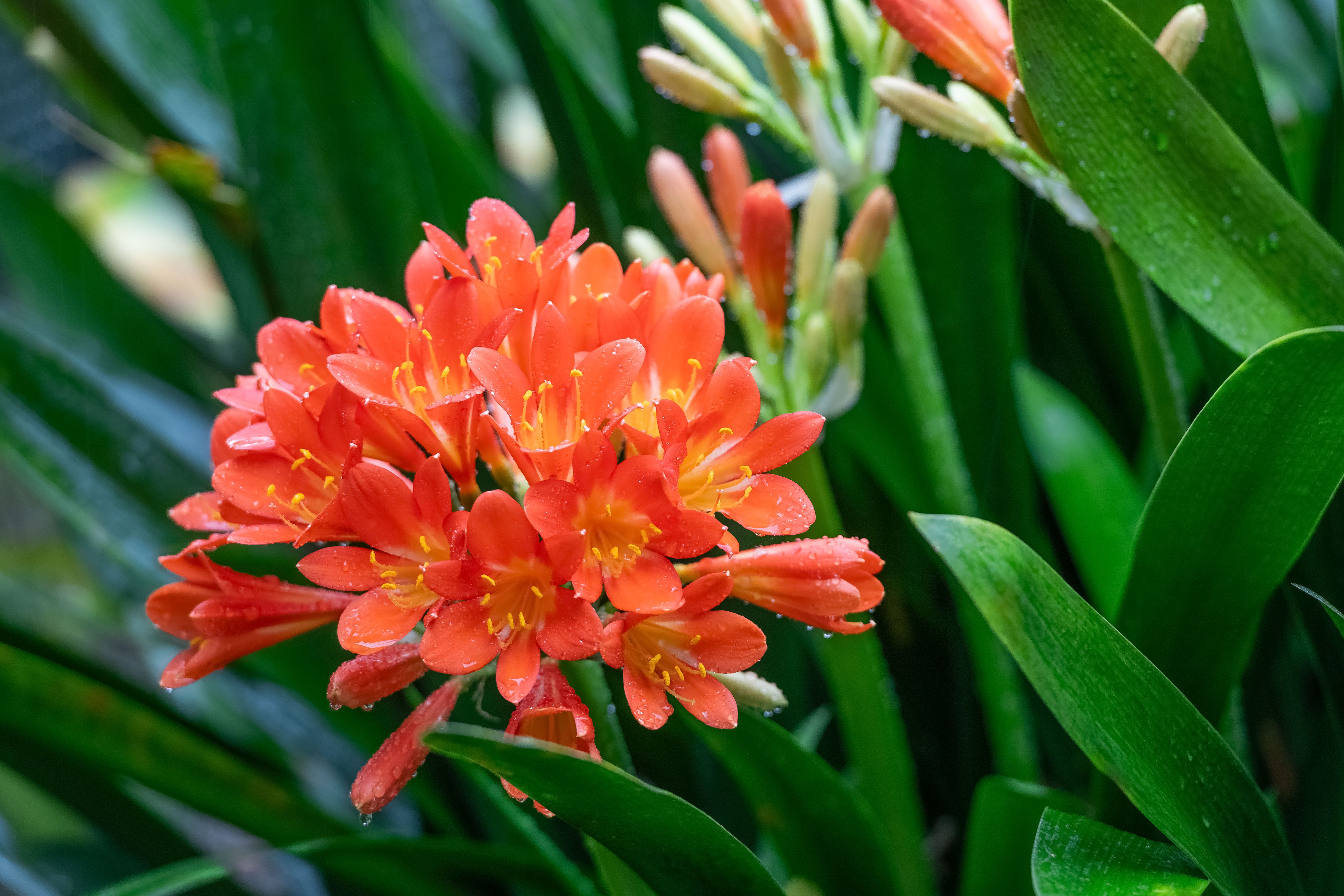 Clivia miniata, the Natal lily or Bush lily. Close up of flower Clivia miniata