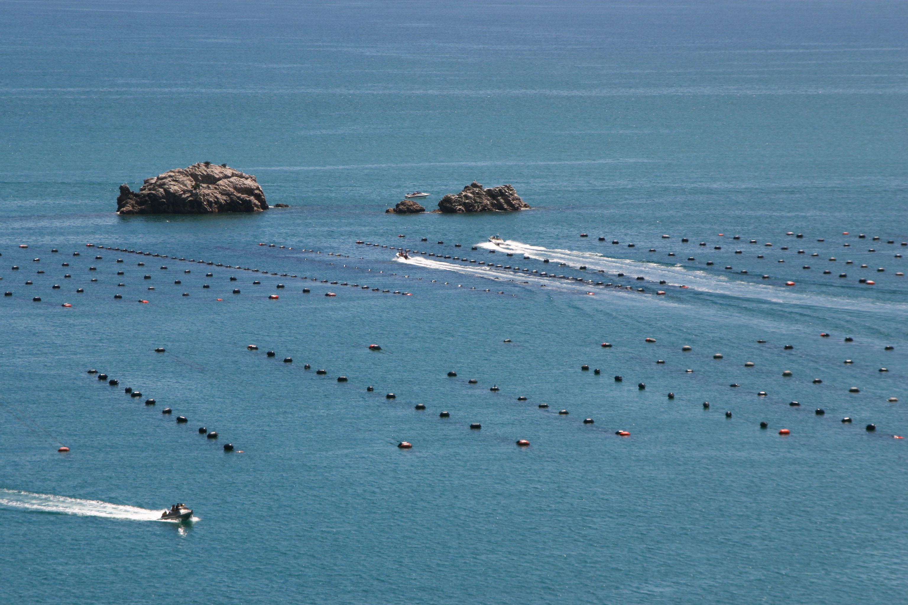 Mussels farm, New Zealand