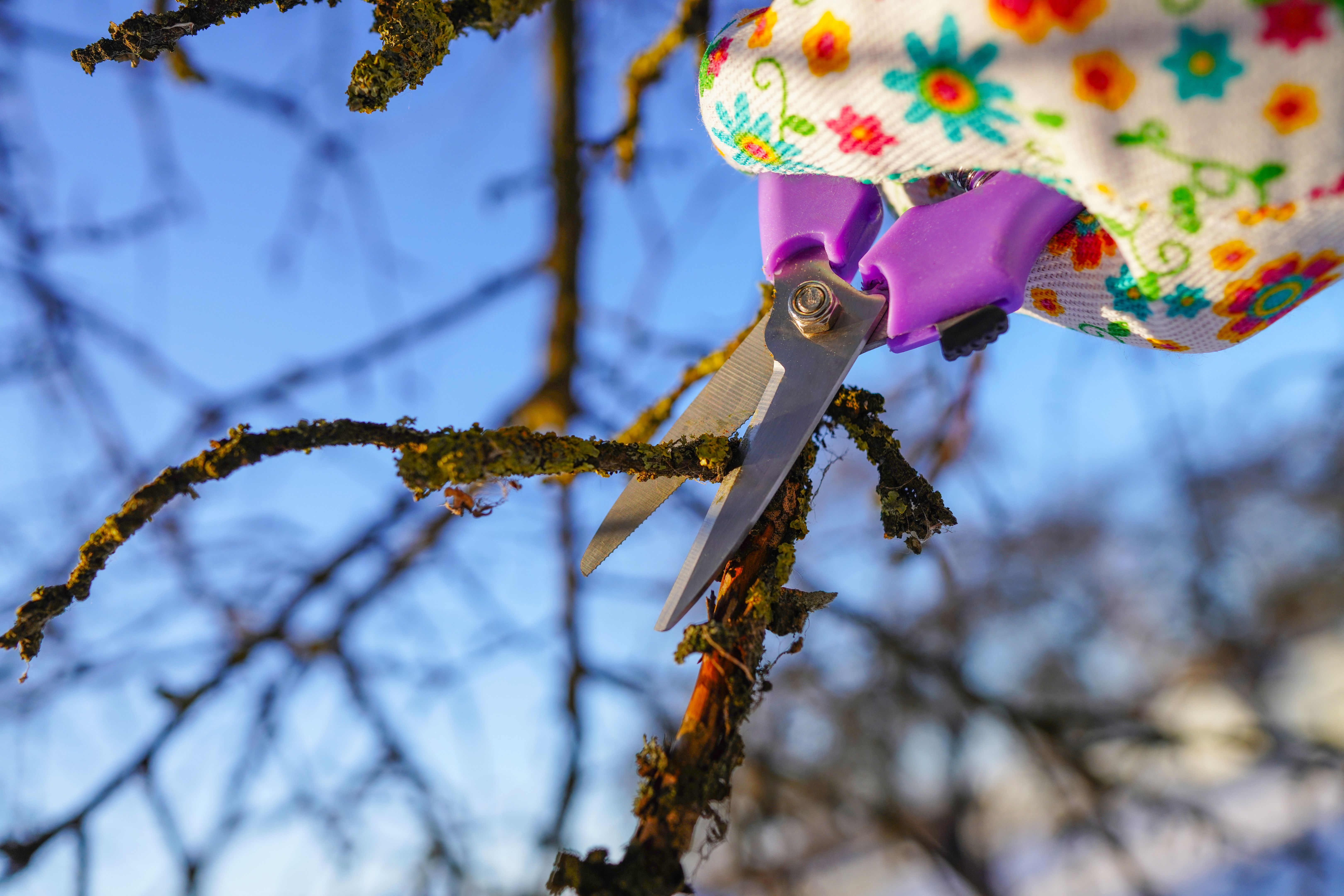 winter pruning
