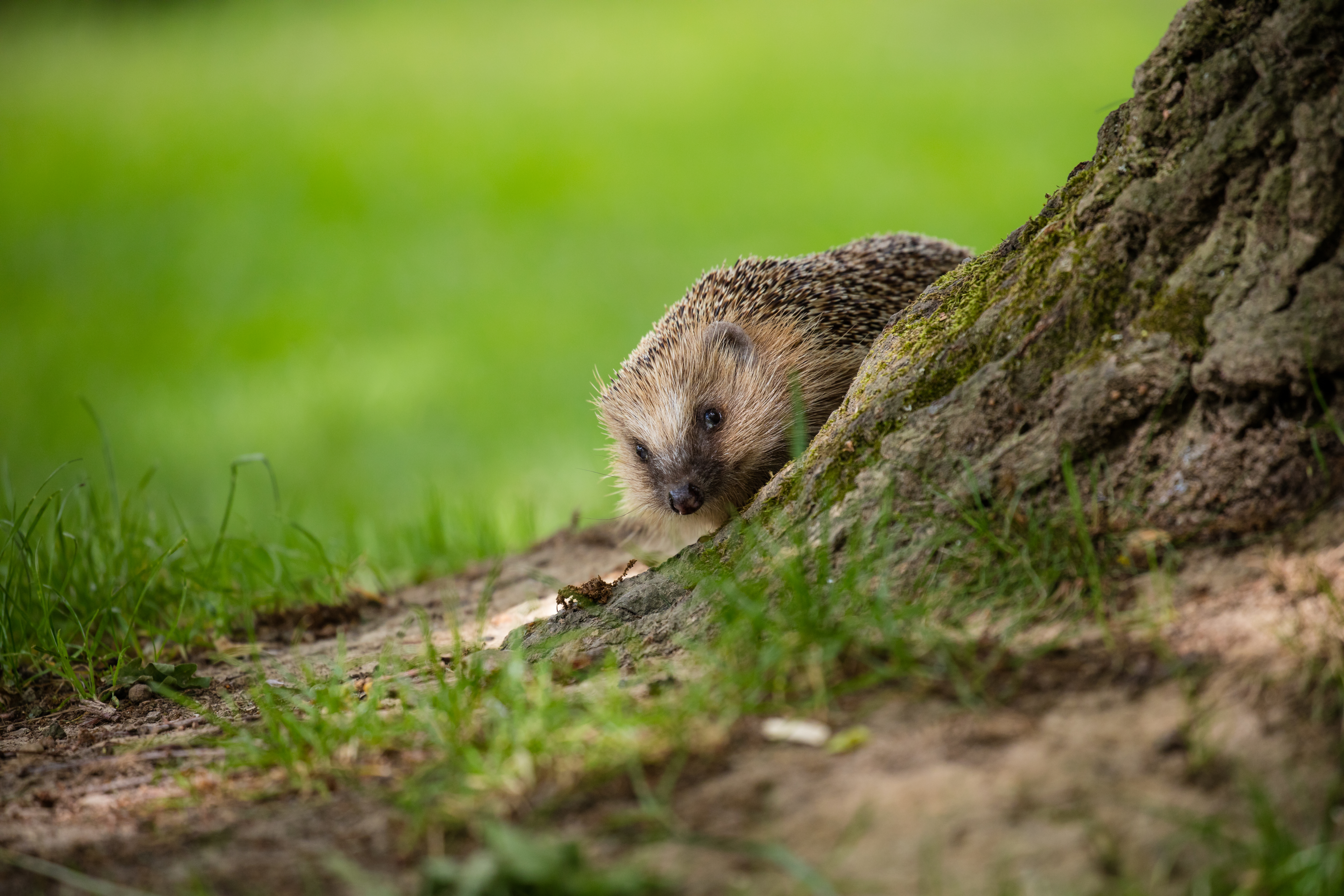 Emerging Hedgehog