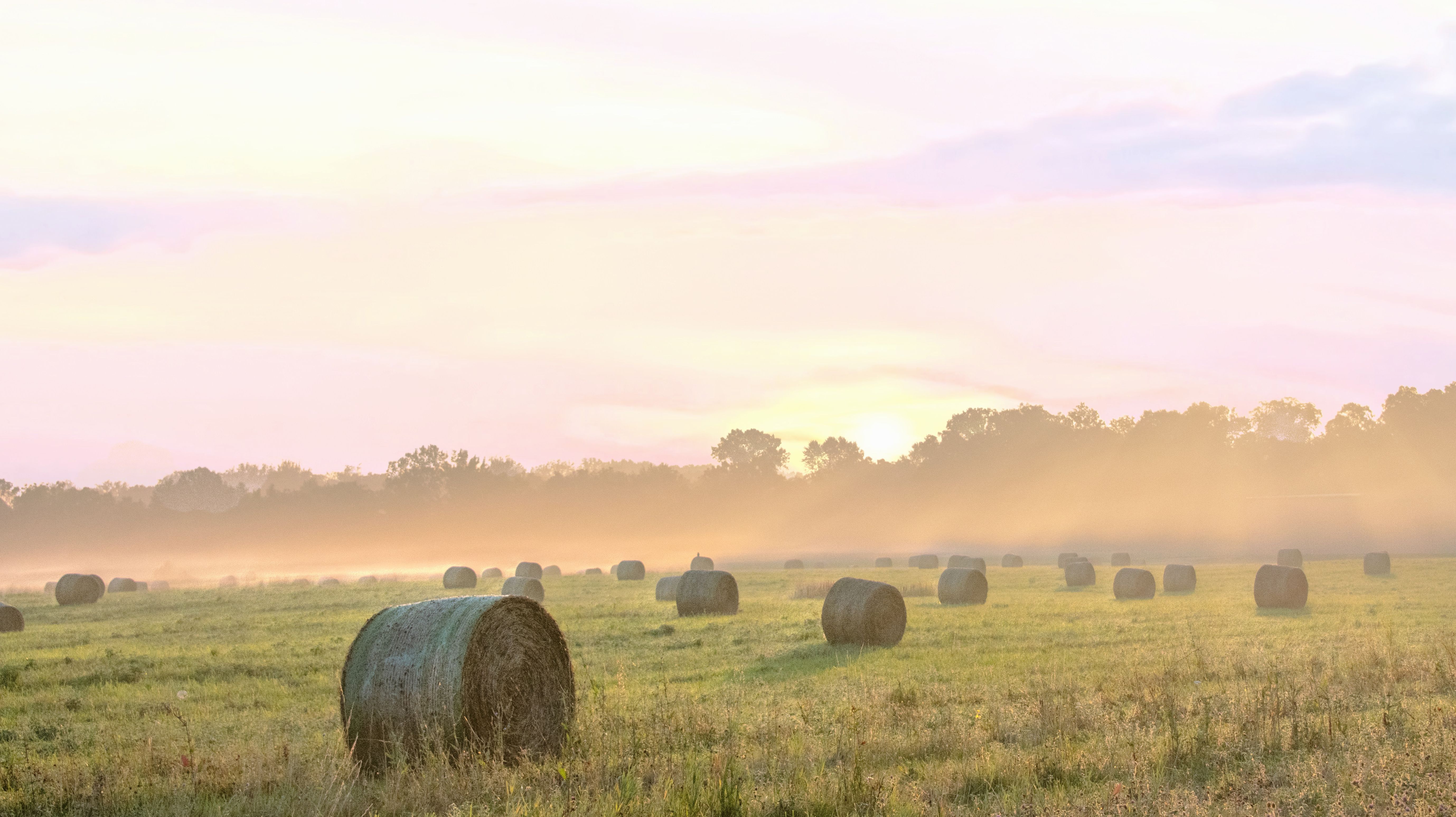 hay field