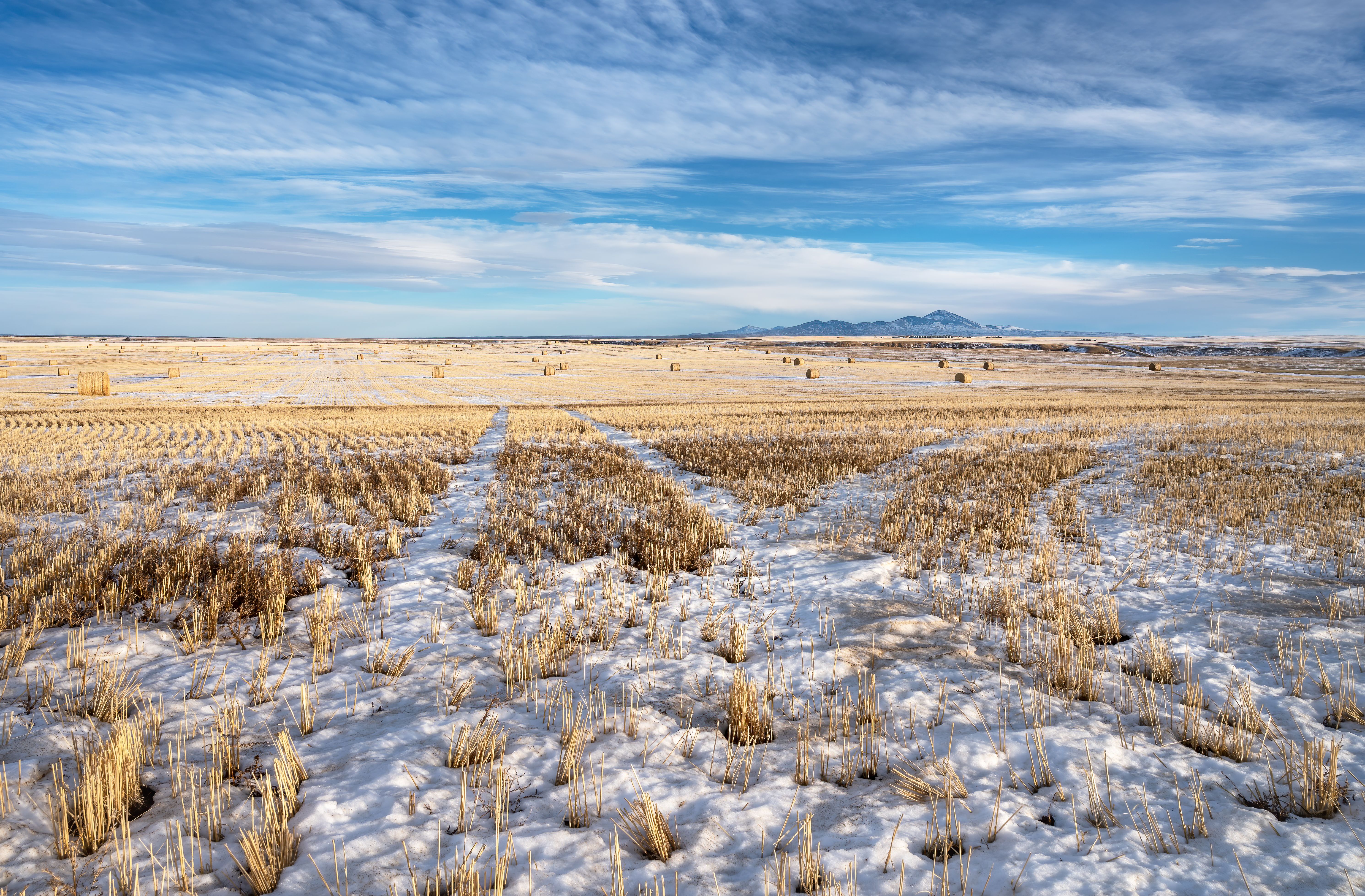 alberta snow landscape