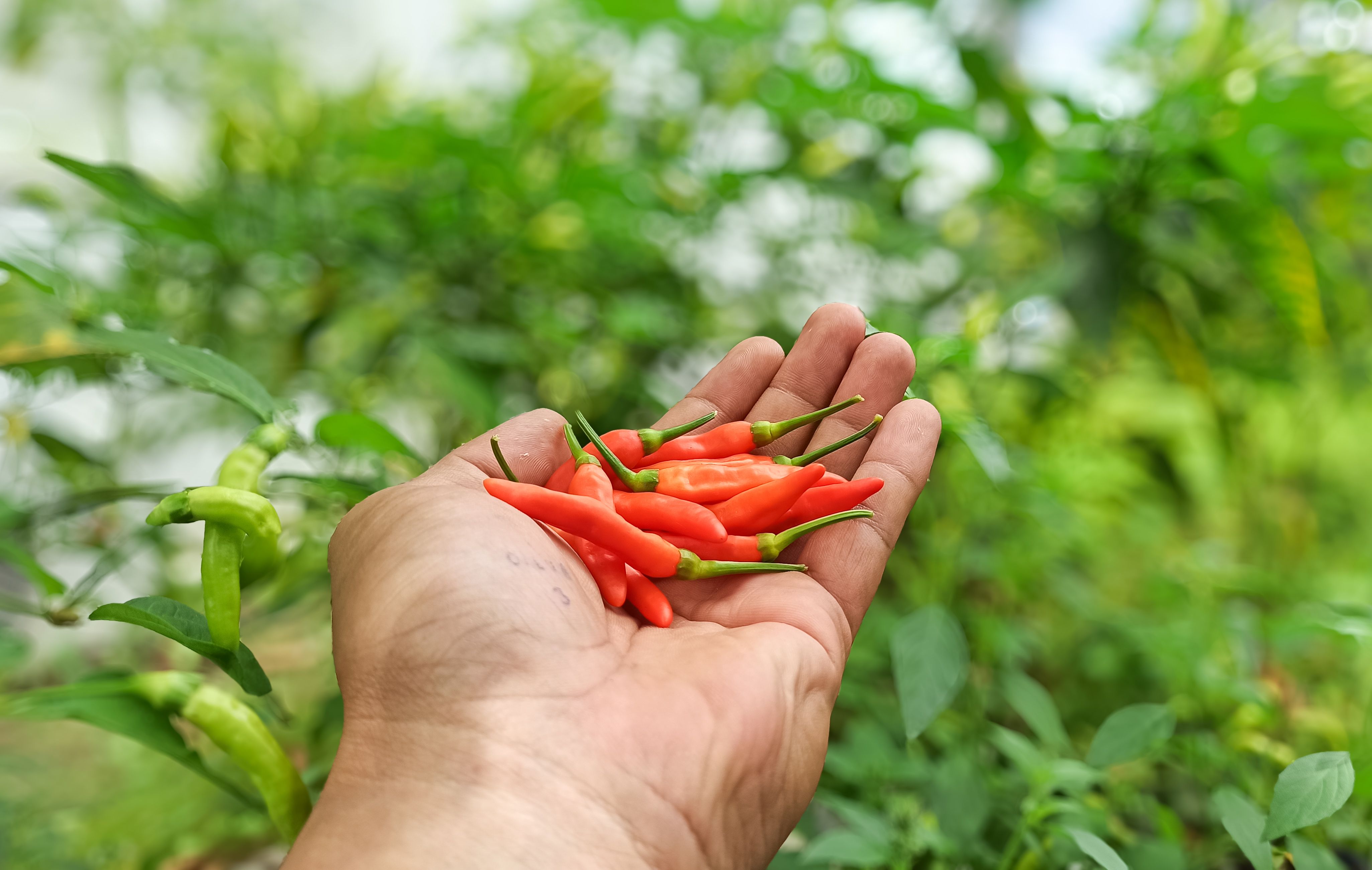 Lombok farmers