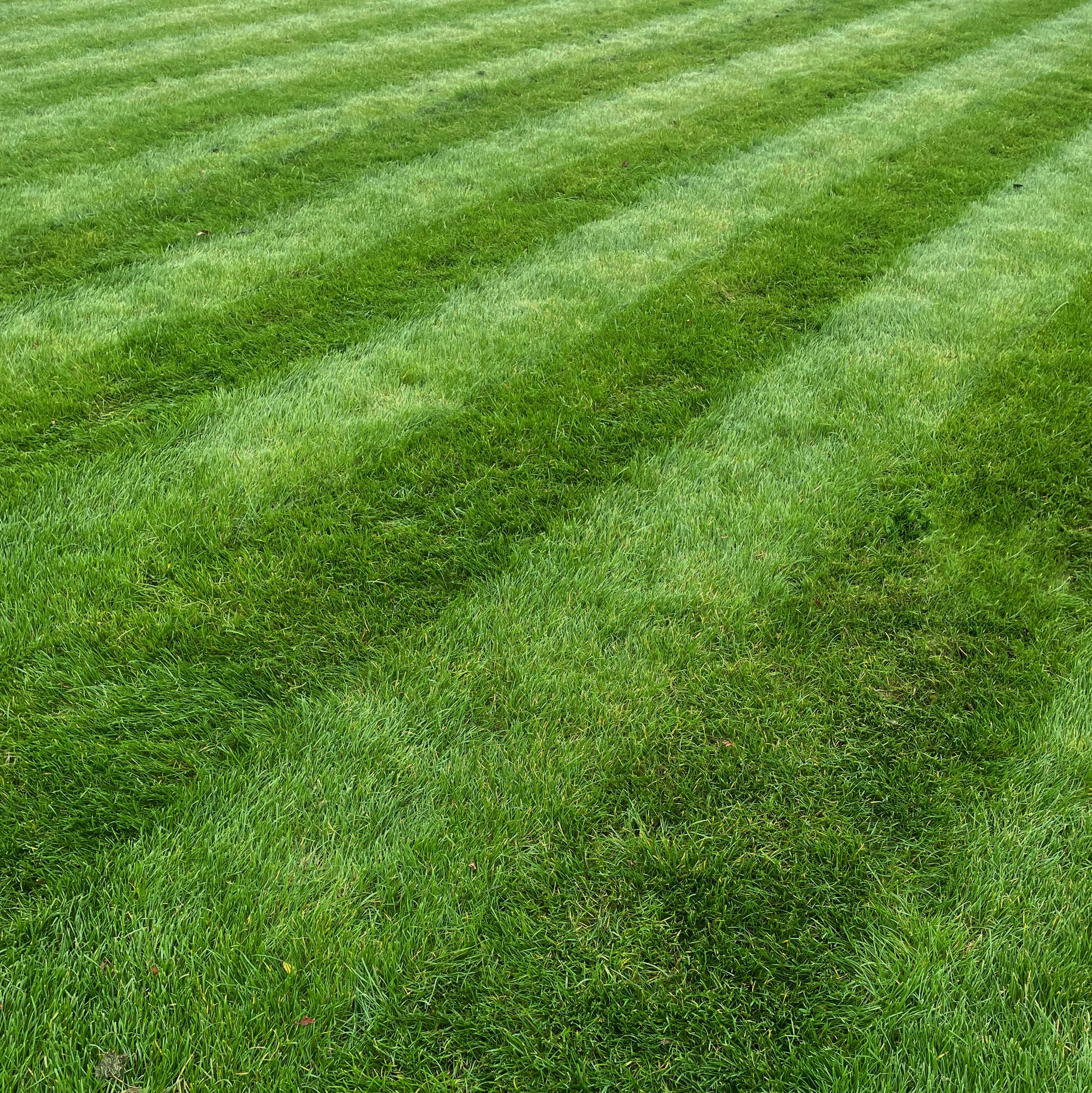 lawn environment benefits