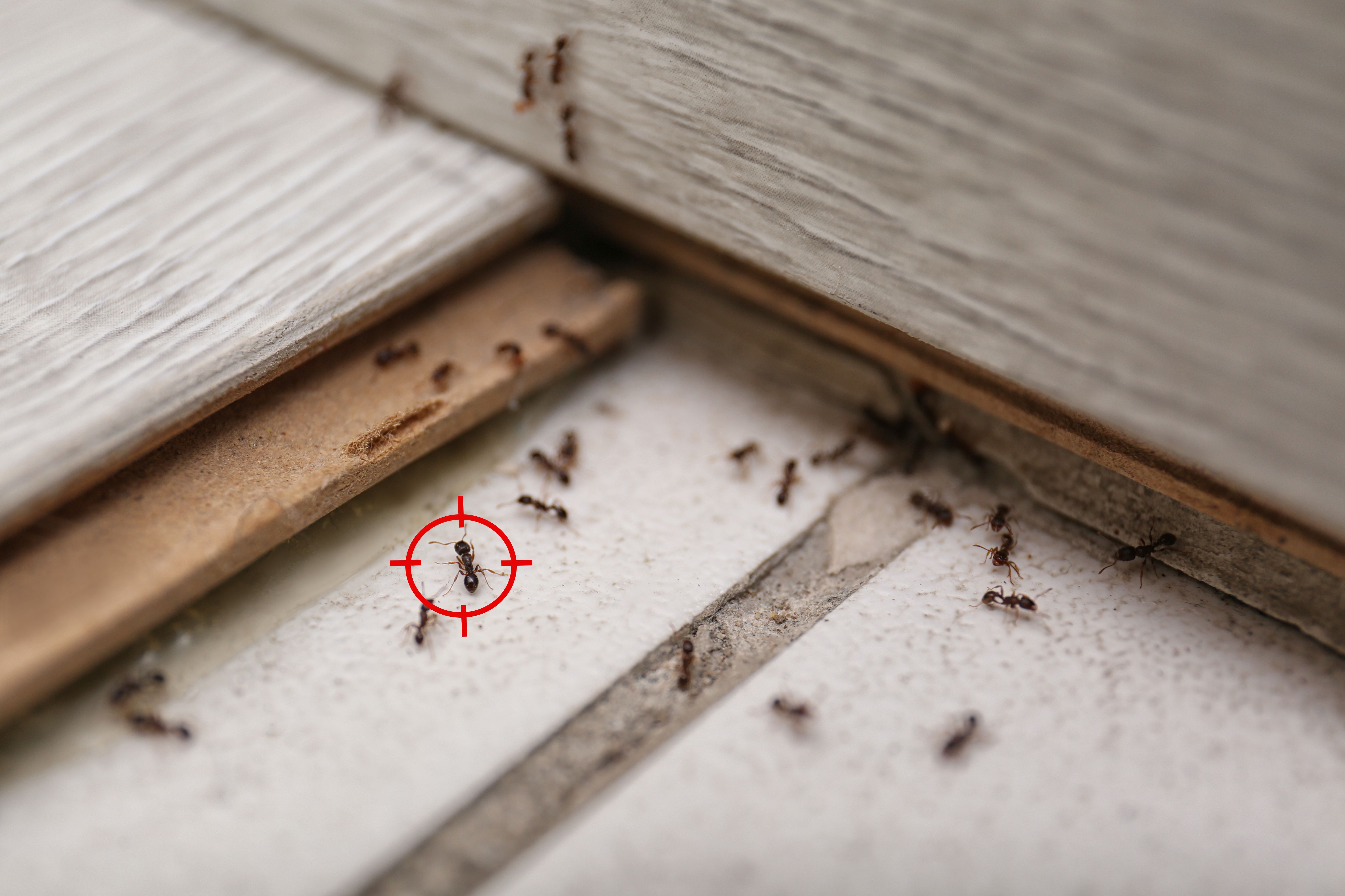 pest problem