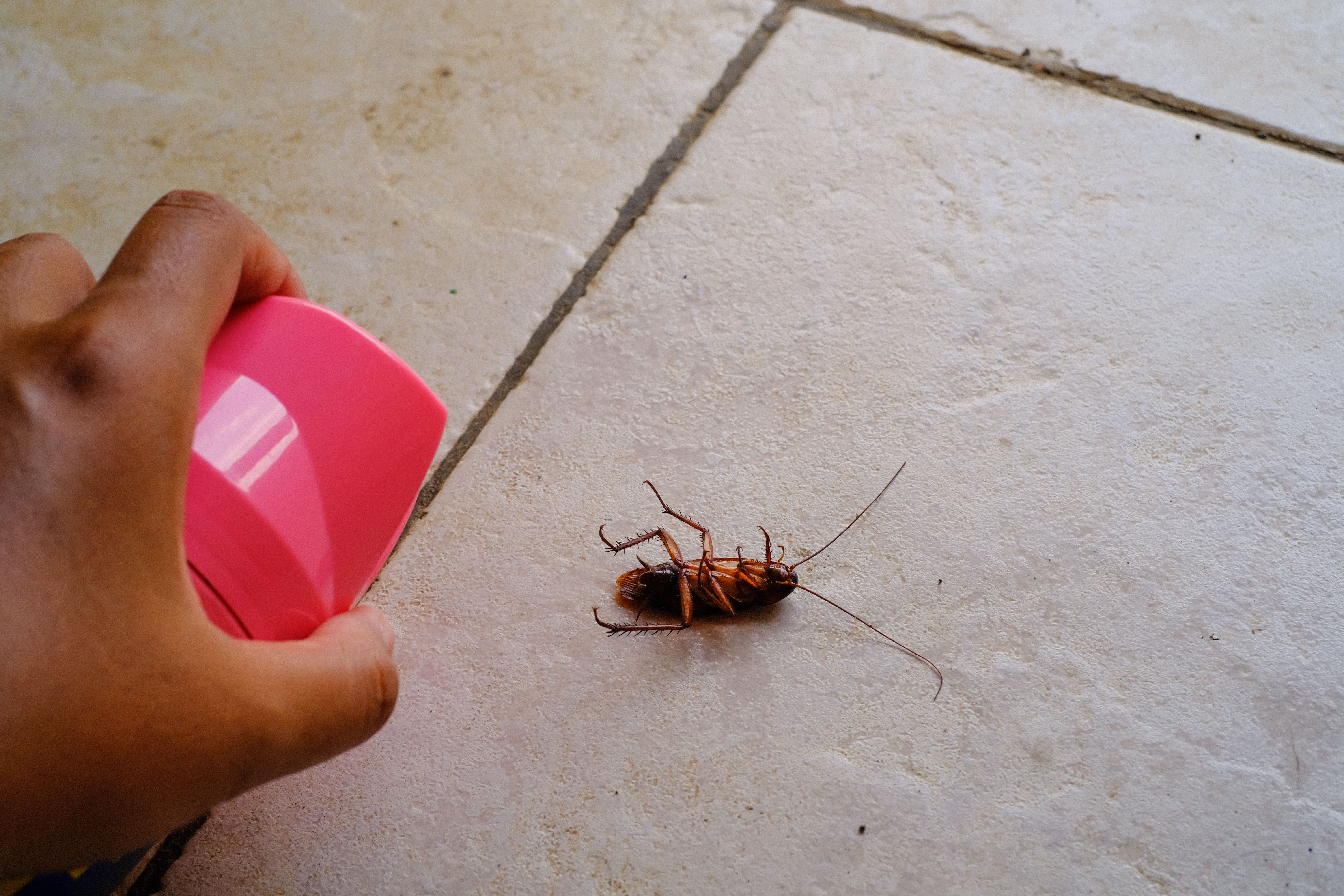 cockroach prevention