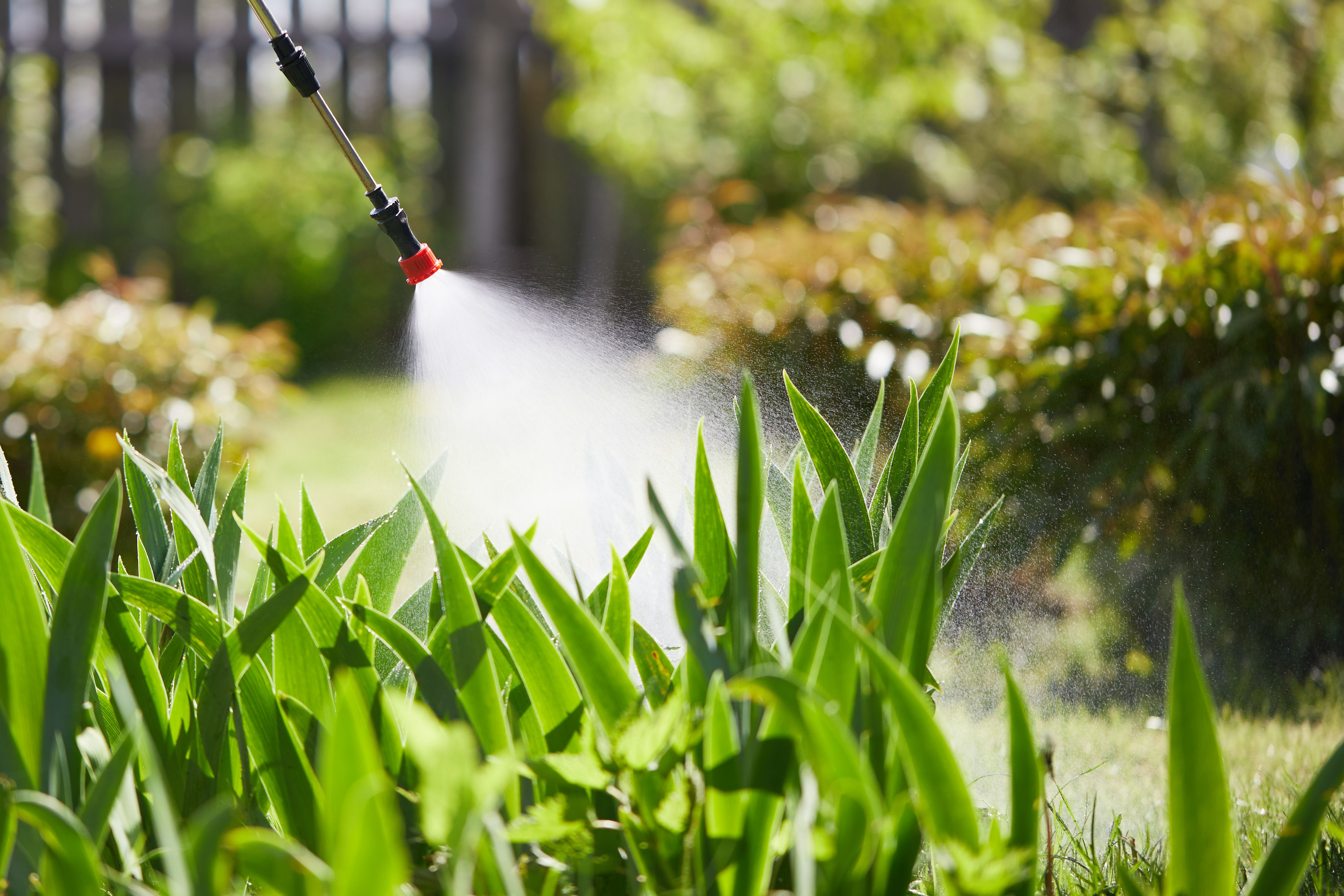 seasonal pests