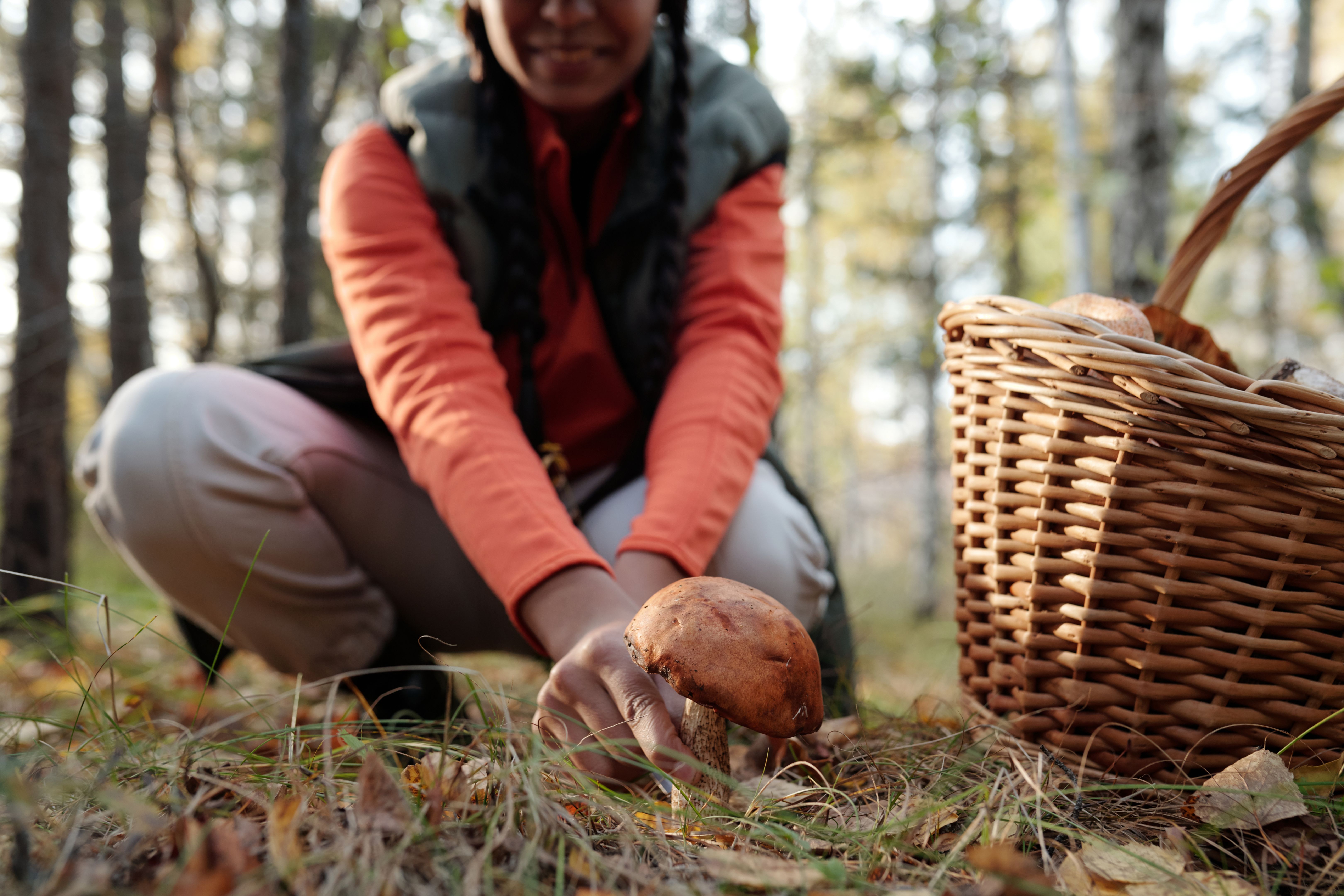 fall mushroom harvest