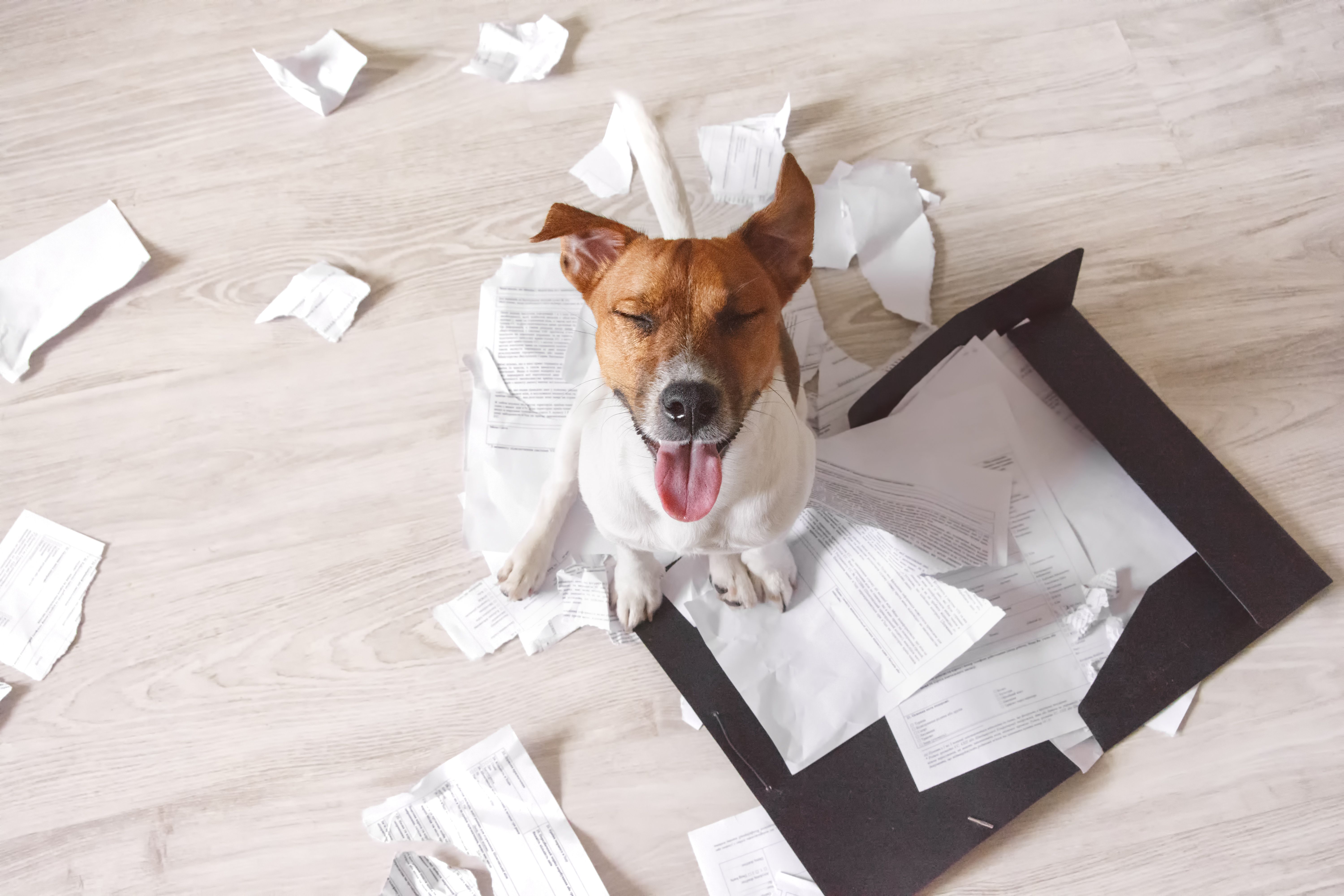 puppy with papers