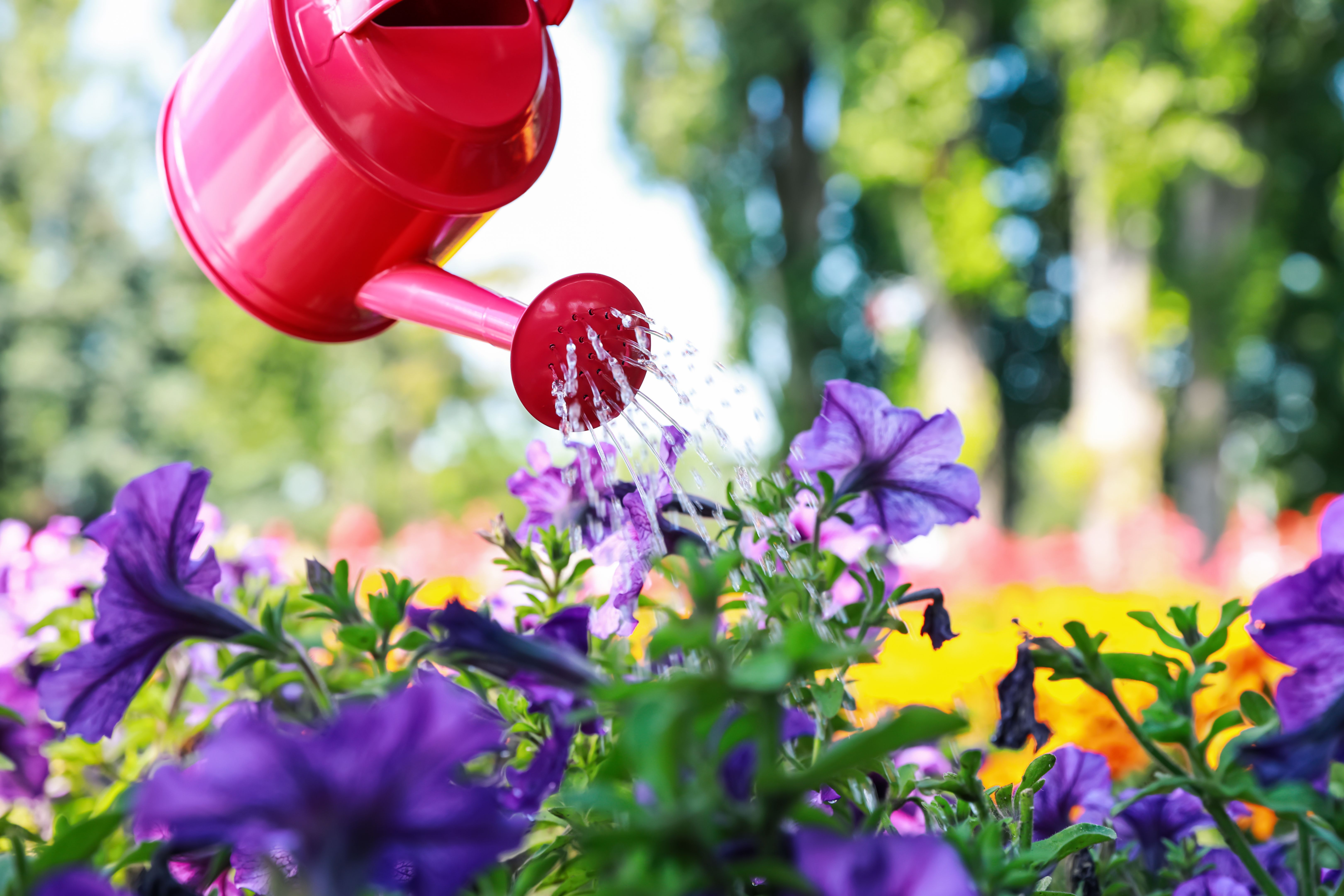 Watering beautiful flower bed with can outdoors Watering beautiful flower bed with can outdoors