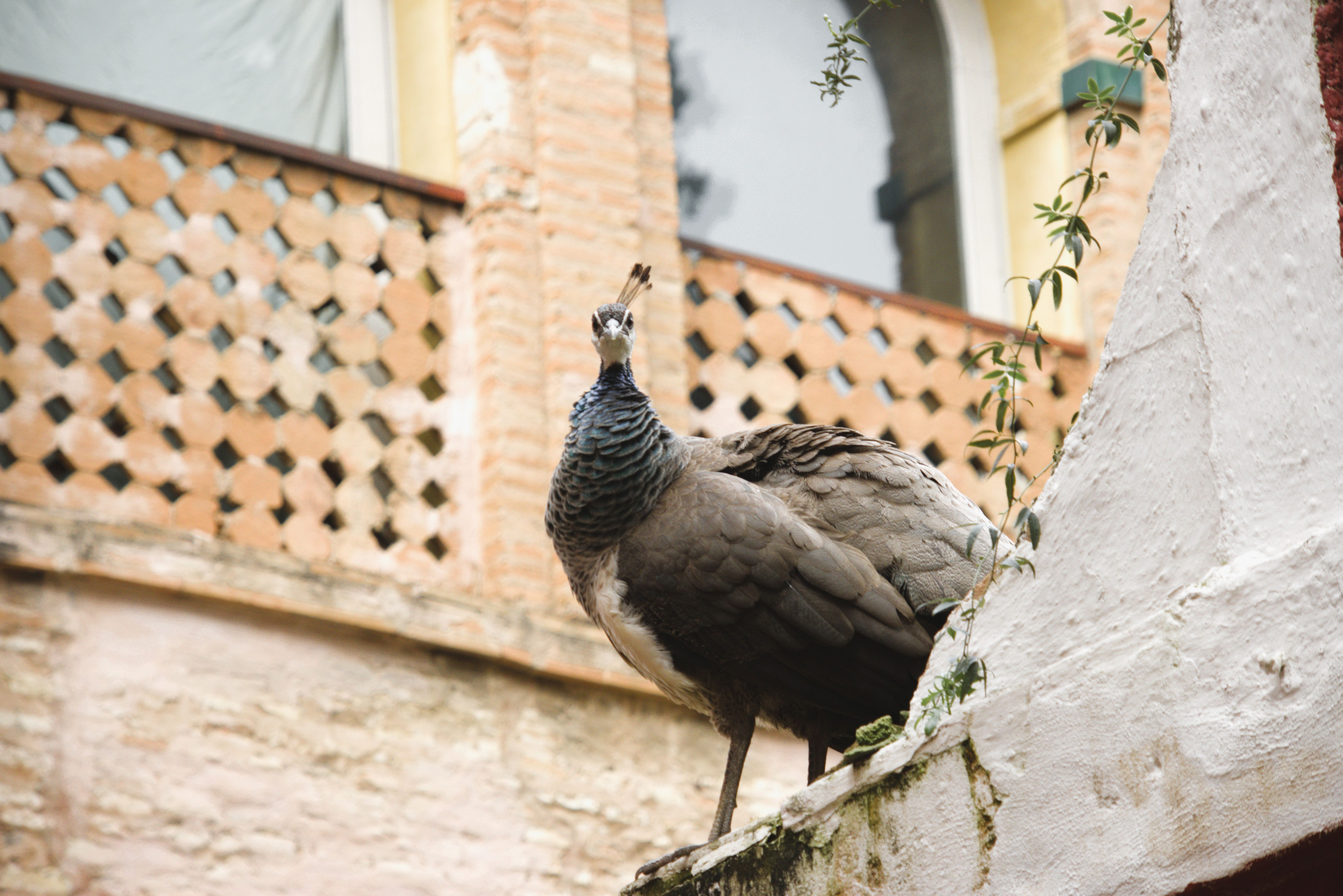 traditional balcony