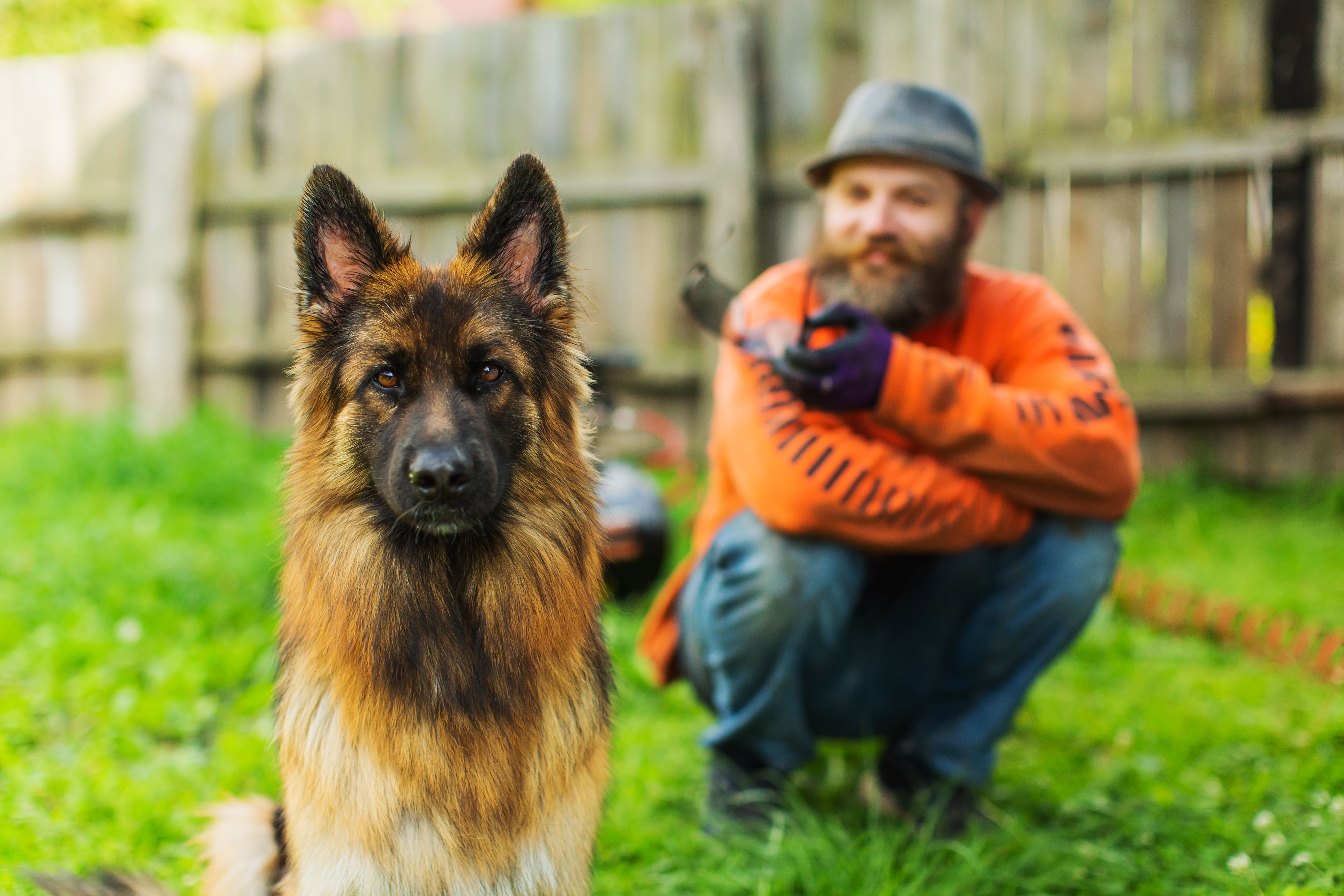 german shepherd stud