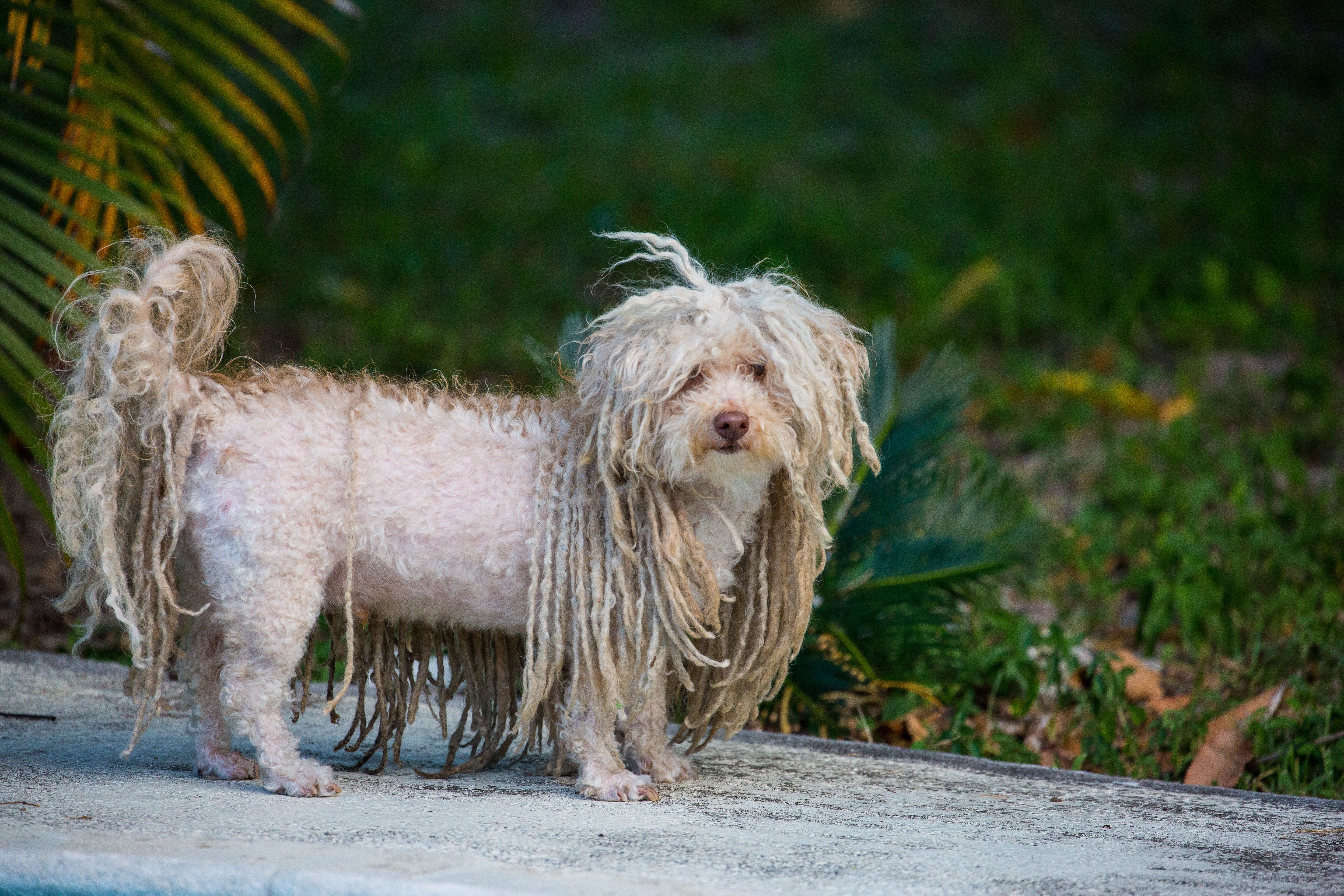 Dog With Dreads Hungarian Puli Underside