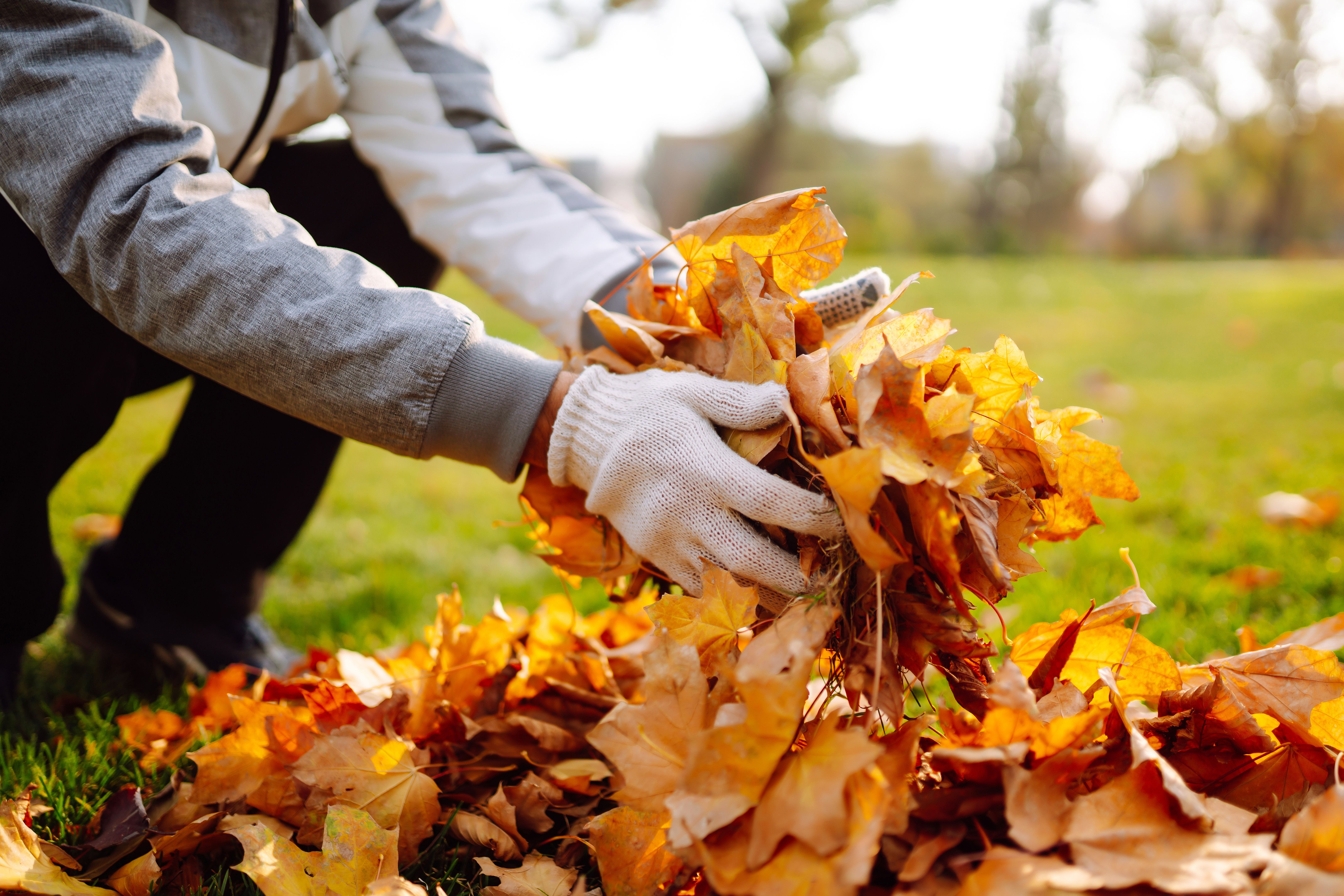 autumn leaves lawn