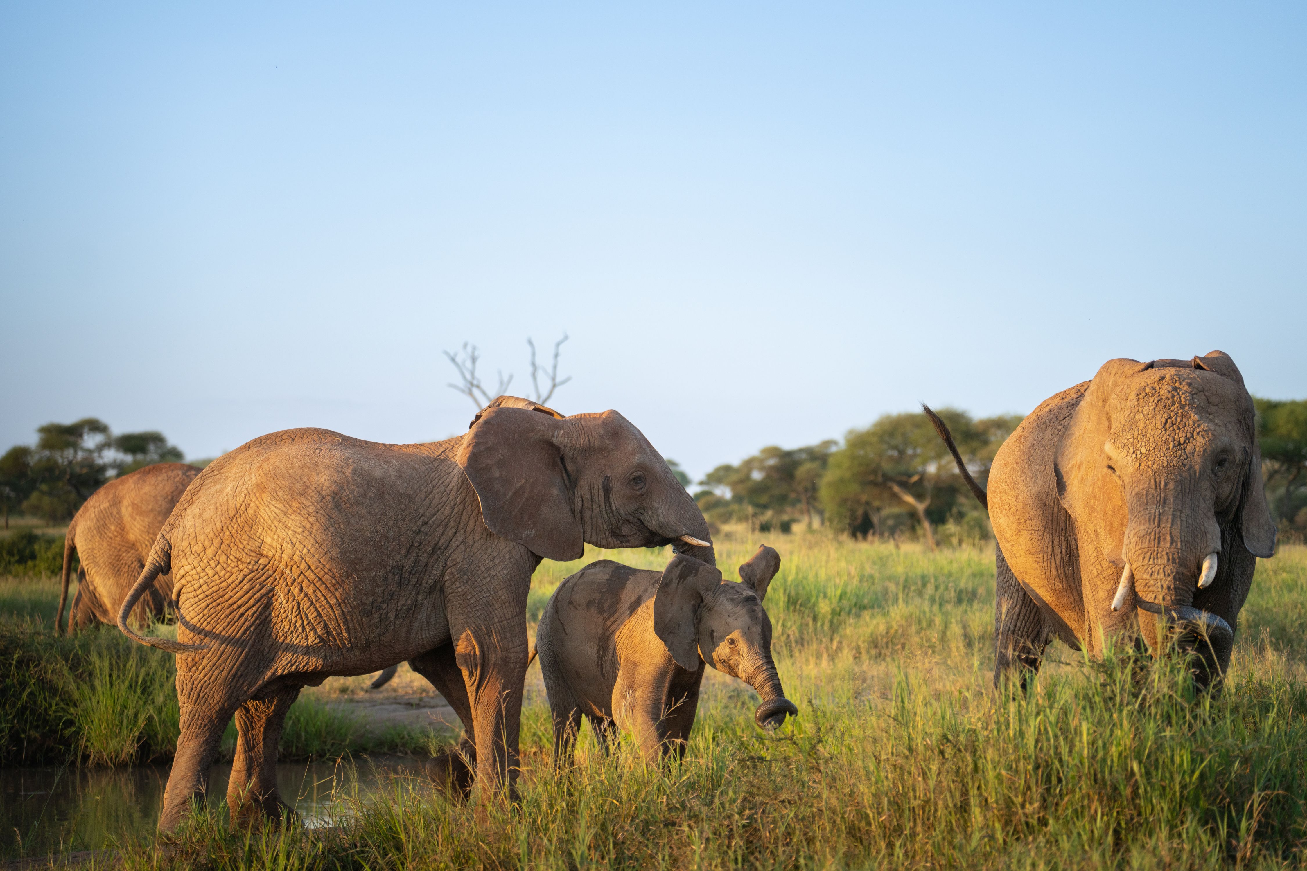 elephants tarangire