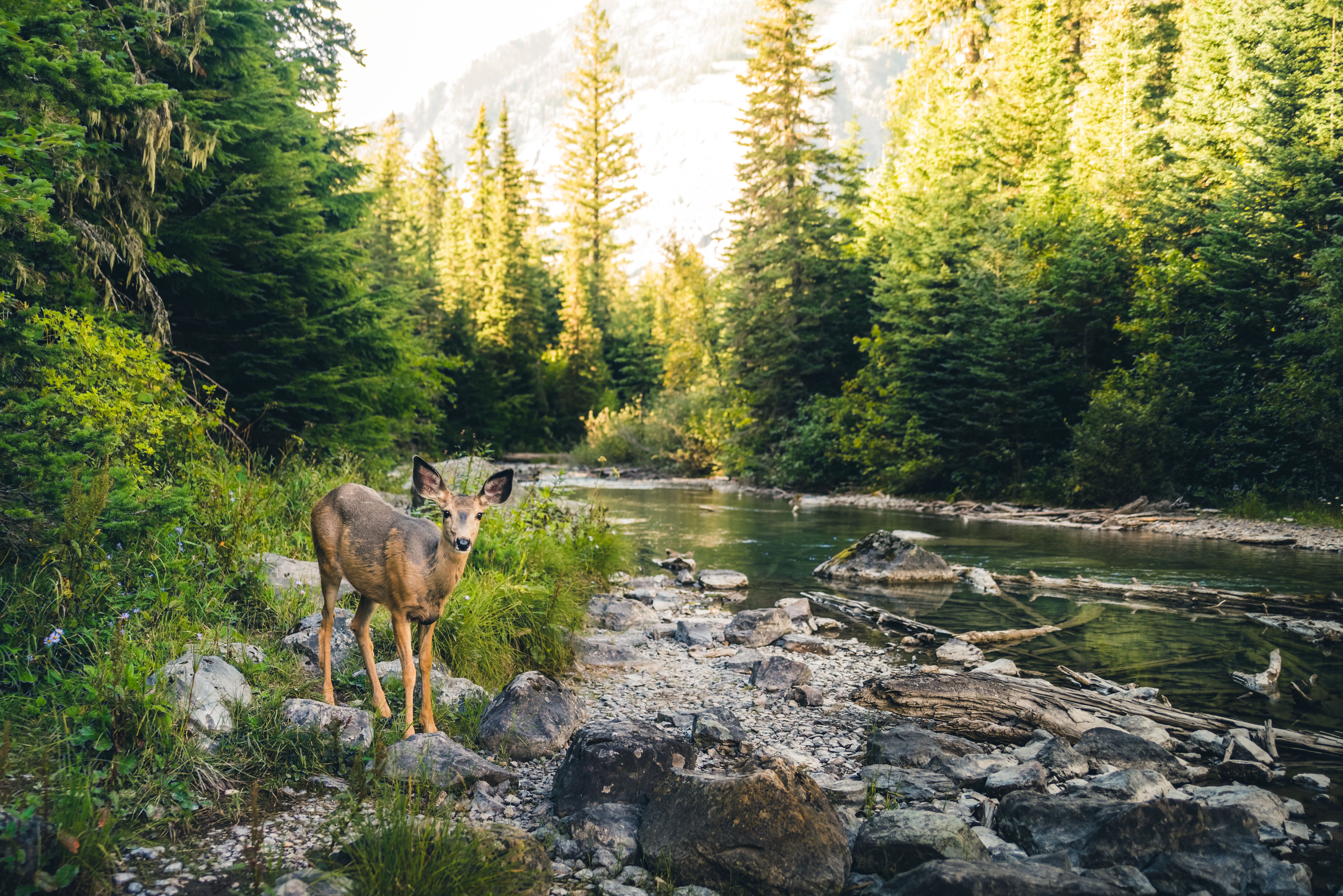 wildlife habitat
